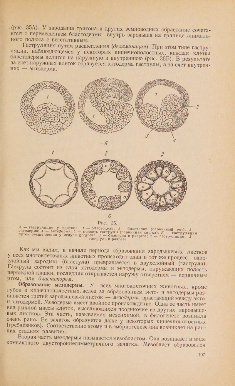 ‚ (рис. 35А). У зародыша тритона и других земноводных обрастание сочета- ется с перемещением бластодермы внутрь зародыша на границе анималь- ного полюса с вегетативным. Гаструляция путем расщепления (деляминация). При этом типе гастру: ляции, наблюдающемся у некоторых кишечнополостных, каждая клетка бластодермы делится на наружную и внутреннюю (рис. 355). В результате за счет наружных клеток образуется эктодерма гаструлы, а за счет внутрен- них — энтодерма. В А — гаструляция у тритона. [ — бластоцель; 2 — бластопор (первичный рот); 3 — эктодерма; 4 — энтодерма; 5 — полость гаструлы (первичная кишка). Б — гаструляция путем расщепления у медузы эоггоп!а. 1 — бластула в разрезе; 2 — гаструляция; 38 — гаструла в разрезе. Как мы видим, в начале периода образования зародышевых листков У всех многоклеточных животных происходит один и тот же процесс: одно- слойный зародыш (бластула) превращается в двухслойный (гаструла). Гаструла состоит из слоя эктодермы и энтодермы, окружающих полость первичной кишки, последняя открывается наружу отверстием — первичным ртом, или бластопором. Образование мезодермы. У’ всех многоклеточных животных, кроме губок и кишечнополостных, вслед за образованием экто- и энтодермы раз- вивается третий зародышевый листок — мезодерма, врастающий между экто- и энтодермой. Мезодерма имеет двойное происхождение. Одна ее часть имеет вид рыхлой массы клеток, выселяющихся поодиночке из других зародыше- вых листков. Эта часть, называемая мезенхимой, в филогенезе возникла очень рано. Ее зачаток образуется даже у некоторых кишечнополостных (гребневиков). Соответственно этому и в эмбриогенезе она возникает на ран- них стадиях развития. Вторая часть мезодермы называется мезобластом. Она возникает в виде компактного двустороннесимметричного зачатка. Мезобласт образовался