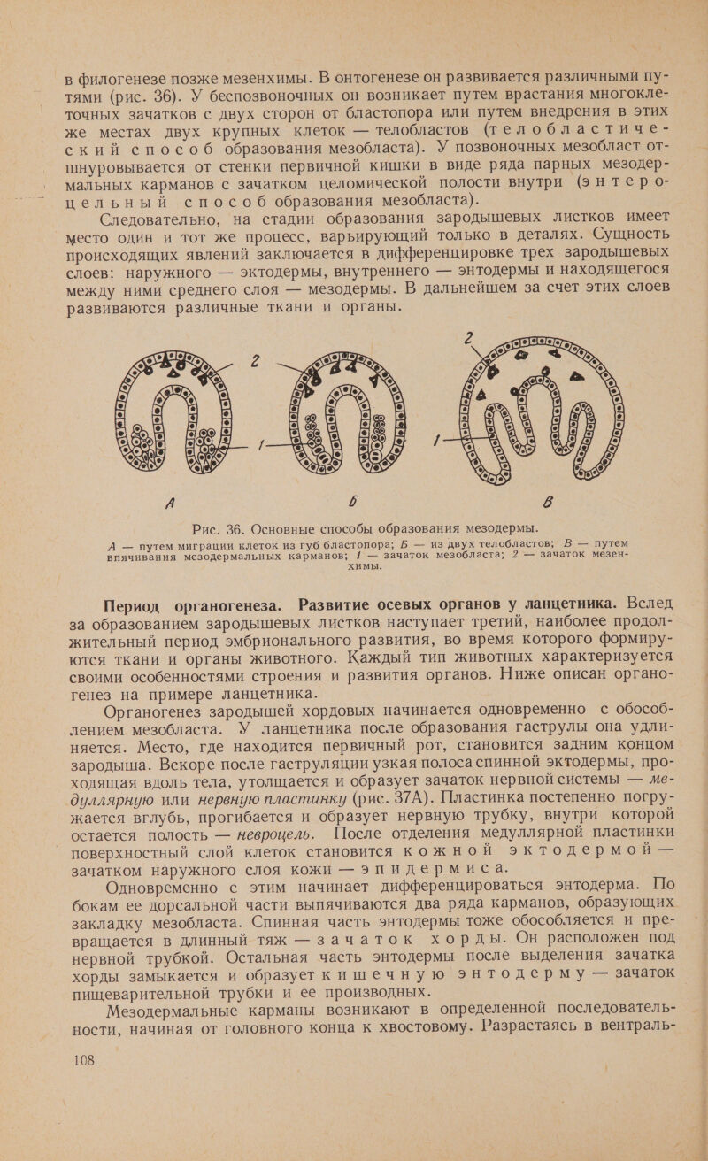 в филогенезе позже мезенхимы. В онтогенезе он развивается различными пу- тями (рис. 36). У беспозвоночных он возникает путем врастания многокле- точных зачатков с двух сторон от бластопора или путем внедрения в этих же местах двух крупных клеток — телобластов (телобластиче- ский способ образования мезобласта). У позвоночных мезобласт от- шнуровывается от стенки первичной кишки в виде ряда парных мезодер- мальных карманов с зачатком целомической полости внутри (энтеро- цельный способ образования мезобласта). Следовательно, на стадии образования зародышевых листков имеет _ место один и тот же процесс, варьирующий только в деталях. Сущность происходящих явлений заключается в дифференцировке трех зародышевых слоев: наружного — эктодермы, внутреннего — энтодермы и находящегося между ними среднего слоя — мезодермы. В дальнейшем за счет этих слоев развиваются различные ткани и органы. Период органогенеза. Развитие осевых органов у ланцетника. Вслед за образованием зародышевых листков наступает третий, наиболее продол- жительный период эмбрионального развития, во время которого формиру- ются ткани и органы животного. Каждый тип животных характеризуется своими особенностями строения и развития органов. Ниже описан органо- генез на примере ланцетника. Органогенез зародышей хордовых начинается одновременно с обособ- лением мезобласта. У ланцетника после образования гаструлы она удли- няется. Место, где находится первичный рот, становится задним концом зародыша. Вскоре после гаструляции узкая полоса спинной эктодермы, про- ходящая вдоль тела, утолщается и образует зачаток нервной системы — ме- дуллярниую или нервную пластинку (рис. 37А). Пластинка постепенно погру- жается вглубь, прогибается и образует нервную трубку, внутри которой остается полость — невроцель. После отделения медуллярной пластинки поверхностный слой клеток становится кожной эктодермой — зачатком наружного слоя кожи — эпидермиса. Одновременно с этим начинает дифференцироваться энтодерма. По бокам ее дорсальной части выпячиваются два ряда карманов, образующих закладку мезобласта. Спинная часть энтодермы тоже обособляется и пре- вращается в длинный тяж —зачаток хорды. Он расположен под нервной трубкой. Остальная часть энтодермы после выделения зачатка хорды замыкается и образует кишечную энтодерму — зачаток пищеварительной трубки и ее производных. | Мезодермальные карманы возникают в определенной последователь- ности, начиная от головного конца к хвостовому. Разрастаясь в вентраль-