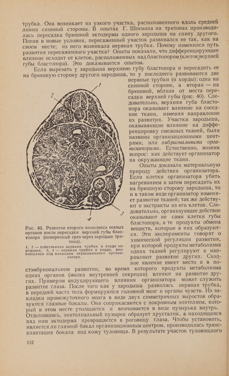 трубка. Она возникает из узкого участка, расположенного вдоль средней линии спинной стороны. В опытах Г. Шпемана на тритонах производи- лась пересадка брюшной эктодермы одного зародыша на спину другого. Попав в новые условия, пересаженный участок развивался не так, как на своем месте; из него возникала нервная трубка. Почему изменился путь развития пересаженного участка? Опыты показали, что дифференцирующее влияние исходит от клеток, расположенных над бластопором (клеток’верхней губы бластопора). Это доказывается опытом. Если вырезать у зародыша верхнюю губу бластопора и пересадить ее на брюшную сторону другого зародыша, то у последнего развиваются две нервные трубки (и хорды): одна на / спинной стороне, а вторая — на брюшной, вблизи от места пере- садки верхней губы (рис. 40). Сле- довательно, верхняя губа бласто- пора оказывает влияние на сосед- ние ткани, изменяя направление их развития. Участки зародыша, оказывающие влияние на диффе- ренцировку смежных тканей, были названы организационными цент- рами, или эмбриональными орга- низаторами. Естественно, возник вопрос: как действует организатор на окружающие ткани. Опыты доказали материальную природу действия организатора. Если клетки организатора убить нагреванием и затем пересадить их на брюшную сторону зародыша, то и в таком виде организатор изменя- ет развитие тканей; так же действу- ют и экстракты из его клеток. Сле- довательно, организующее действие оказывают не сами клетки губы бластопора, а те продукты обмена .4 5 с $ ПРА... @ У а Е Ре А К “ ^ я: (А = У 5533 г Др ее 7. } ое, . с а ЬЙЬ в Рис. 40. Развитие второго комплекса осевых веществ, которые в них образуют- органов после пересадки верхней губы блас- топора (поперечный срез через зародыш три- ся. Эти эксперименты говорят о тона). химическои регуляции развития, 1, 2 — собственная нервная трубка и хорда за- при которой продукты метаболизма Е ао е бони: ОБИ КН о равляют развитие других. Сход- ное явление имеет место и в по- стэмбриональном развитии, во время которого продукты метаболизма одних органов (желез внутренней секреции) влияют на развитие дру- гих. Примером индуцирующего влияния организатора может служить развитие глаза. После того как у зародыша развилась нервная трубка, в передней части тела формируются головной мозг и органы чувств. Из за- кладки промежуточного мозга в виде двух симметричных выростов обра- зуются глазные бокалы. Они соприкасаются с покровным эпителием, кото- рый в этом месте утолщается и впячивается в виде пузырька внутрь. Отделившись, эпителиальный пузырек образует хрусталик, а находящаяся над ним эктодерма превращается в роговицу глаза. Чтобы установить, является ли глазной бокал организационным центром, производилась транс- плантация бокала под кожу туловища. В результате участок туловищного