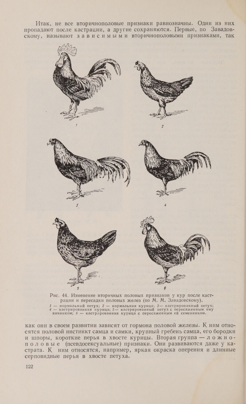 Итак, не все вторичнополовые признаки равнозначны. Одни из них пропадают после кастрации, а другие сохраняются. Первые, по Завадов- скому, называют зависимыми вторичнополовыми признаками, так Рис. 44. Изменение вторичных половых признаков у кур после каст- рации и пересадки половых желез (по М. М. Завадовскому). 1 — нормальный петух; 2 — нормальная курица; 3— кастрированный петух; 4 — кастрированная курица; 5— кастрированный петух с пересаженным ему яичником; 6 — кастрированная курица с пересаженным ей семенником. как они в своем развитии зависят от гормона половой железы. К ним отно- сятся половой инстинкт самца и самки, крупный гребень самца, его бородки и шпоры, короткие перья в хвосте курицы. Вторая группа — ложно- половые (псевдосексуальные) признаки. Они развиваются даже у ка- страта. К ним относятся, например, яркая окраска оперения и длинные серповидные перья в хвосте петуха.