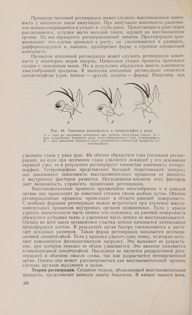 Примером типичной регенерации может служить восстановление конеч- ности у аксолотля после ампутации. При ампутации конечности рассечен- ные мышцы сокращаются и уходят в глубь раны. Прилегающие к ране ткани рассасываются, уступая место молодой ткани, идущей на восстановление органа. Из нее образуется регенерационный зачаток. Пролиферация (раз- множение) его клеток приводит к росту; он увеличивается в размерах, дифференцируется и, наконец, приобретает форму и строение нормальной конечности. Примером атипичной регенерации может служить регенерация конеч- ности у некоторых видов ящериц. Начальные стадии процесса протекают сходно с описанным выше. Но в результате образуется вместо конечности хвостообразный придаток. К явлениям атипичной регенерации относятся гетероморфозы (греч. пеегоз — другой, тогрва — форма). Например, при 72) Рис. 46. Типичная регенерация и гетероморфоз у рака. А — глаз до операции (показаны два уровня ампутации глаза); Б — при сохранении нервного узла восстанавливается глаз (гомоморфоз); В — при удалении нервного узла развивается членистый придаток (ге- тероморфоз). удалении глаза у рака (рис. 46) обычно образуется глаз (типичная регене- рация), но если при иссечении глаза удаляется лежащий у его основания нервный узел, то в результате регенерирует членистая конечность (гетеро- морфоз). Гетероморфозы представляют болышой теоретический интерес; они доказывают зависимость восстановительных процессов от внешних и внутренних факторов развития. Исследование влияния этих факторов дает возможность управлять процессами регенерации. | Восстановительные процессы чрезвычайно многообразны и в каждом органе они происходят до известной степени своим особым путем. Обычно регенерационные процессы происходят в области раневой поверхности. С особыми формами регенерации можно встретиться при изучении восста- новительных процессов внутренних органов позвоночных. Если у крысы удалить значительную часть печени или селезенки, на раневой поверхности образуется рубцовая ткань и удаленная часть печени не восстанавливается. Однако во всей массе оставшегося участка печени начинается интенсивная пролиферация клеток. В результате орган быстро увеличивается и дости- гает исходных размеров. Такая форма регенерации называется регенера- ционной гипертрофией. Если у кролика удалить одну почку, то вторая полу- чает повышенную физиологическую нагрузку. Это вызывает ее разраста- ние, при котором нередко ее объем удваивается. Это явление называется компенсаторной гипертрофией. Последняя не является репаративной реге- нерацией в обычном смысле слова, так как разрастается неповреженный орган. Однако она может рассматриваться как восстановительный процесс системы органов выделения в целом. Теории регенерации. Создание теории, объясняющей восстановительные процессы, представляет важную задачу биологии. В начале нашего века,