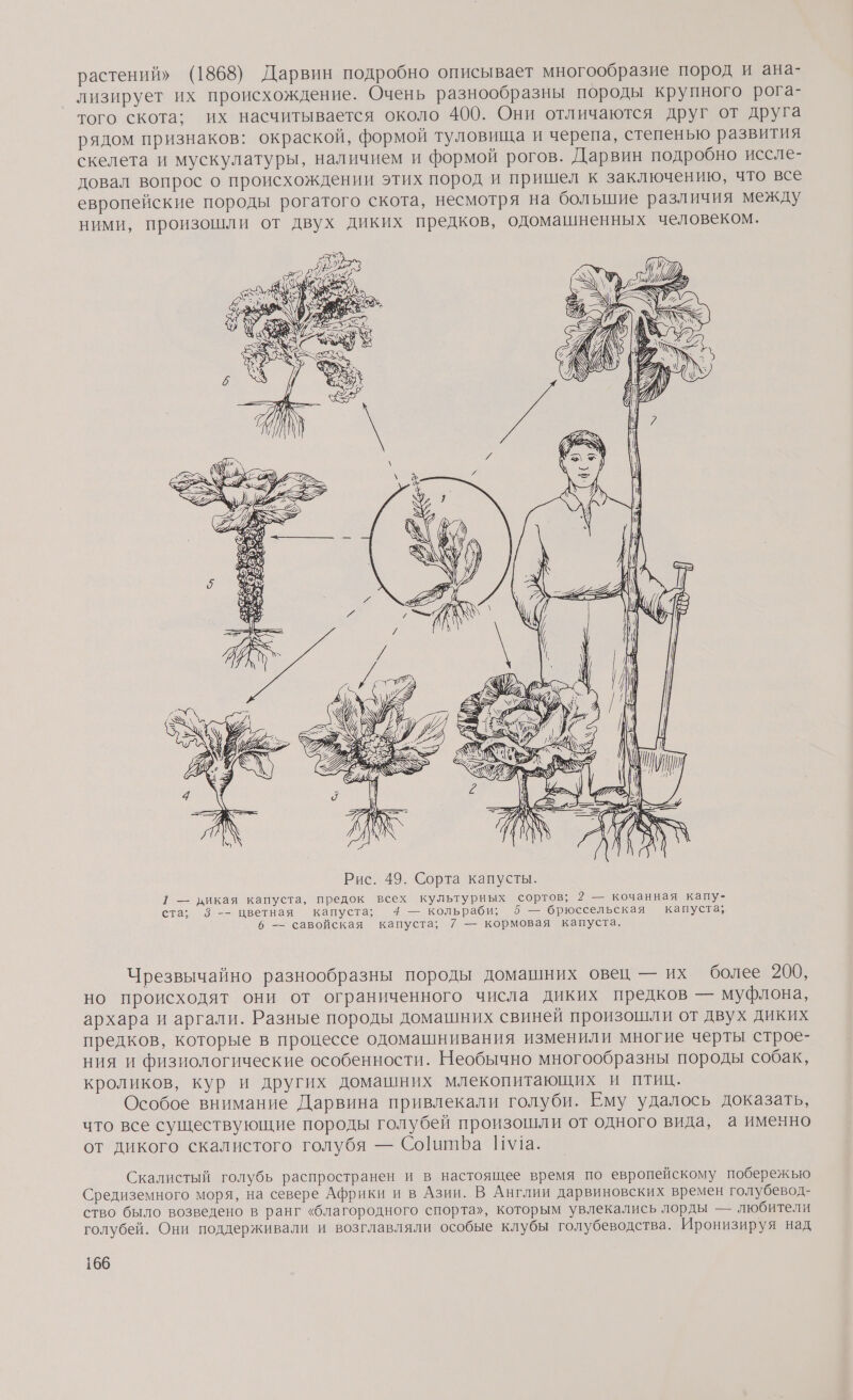 растений» (1868) Дарвин подробно описывает многообразие пород и ана- лизирует их происхождение. Очень разнообразны породы крупного рога- того скота; их насчитывается около 400. Они отличаются друг от друга рядом признаков: окраской, формой туловища и черепа, степенью развития скелета и мускулатуры, наличием и формой рогов. Дарвин подробно иссле- довал вопрос о происхождении этих пород и пришел к заключению, что все европейские породы рогатого скота, несмотря на большие различия между ними, произошли от двух диких предков, одомашненных человеком. А 1 — дикая капуста, предок всех культурных сортов; 2 — кочанная капу- ста; 8-- цветная капуста; 4 — кольраби; 5 — брюссельская капуста; 6 — савойская капуста; 7 — кормовая капуста. Чрезвычайно разнообразны породы домашних овец — их более 200, но происходят они от ограниченного числа диких предков — муфлона, архара и аргали. Разные породы домашних свиней произошли от двух диких предков, которые в процессе одомашнивания изменили многие черты строе- ния и физиологические особенности. Необычно многообразны породы собак, кроликов, кур и других домашних млекопитающих и птиц. Особое внимание Дарвина привлекали голуби. Ему удалось доказать, что все существующие породы голубей произошли от одного вида, а именно от дикого скалистого голубя — Сота Иа. Скалистый голубь распространен и в настоящее время по европейскому побережью Средиземного моря, на севере Африки и в Азии. В Англии дарвиновских времен голубевод- ство было возведено в ранг «благородного спорта», которым увлекались лорды — любители голубей. Они поддерживали и возглавляли особые клубы голубеводства. Иронизируя над