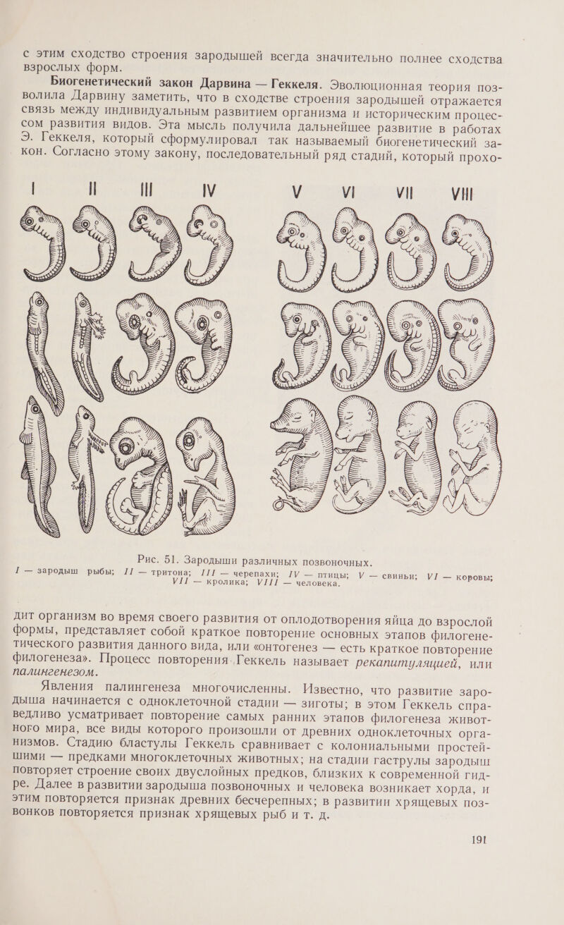 с этим сходство строения зародышей всегда значительно полнее сходства взрослых форм. | Биогенетический закон Дарвина — Геккеля. Эволюционная теория поз- волила Дарвину заметить, что в сходстве строения зародышей отражается связь между индивидуальным развитием организма и историческим процес- сом развития видов. Эта мысль получила дальнейшее развитие в работах Э. Геккеля, который сформулировал так называемый биогенетический за- кон. Согласно этому закону, последовательный ряд стадий, который прохо- Рис. 51. Зародыши различных позвоночных. Т — зародыш рыбы; [1 — тритона; [1/1 — черепахи; ГУ — птицы; У — свиньи; УГ — коровы; У[Т — кролика; У[1/ — человека. дит организм во время своего развития от оплодотворения яйца до взрослой формы, представляет собой краткое повторение основных этапов филогене- тического развития данного вида, или «онтогенез — есть краткое повторение филогенеза». Процесс повторения..Геккель называет рекапитуляцией, или палингенезом. Явления палингенеза многочисленны. Известно, что развитие заро- дыша начинается с одноклеточной стадии — зиготы; в этом Геккель спра- ведливо усматривает повторение самых ранних этапов филогенеза живот- ного мира, все виды которого произошли от древних одноклеточных орга- низмов. Стадию бластулы Геккель сравнивает с колониальными простей- шими — предками многоклеточных животных; на стадии гаструлы зародын: повторяет строение своих двуслойных предков, близких к современной гид- ре. Далее в развитии зародыша позвоночных и человека возникает хорда, и этим повторяется признак древних бесчерепных; в развитии хрящевых поз- вонков повторяется признак хрящевых рыб ит. д.