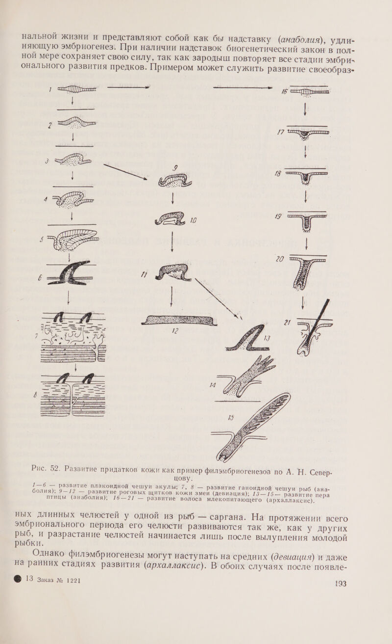 нальной жизни и представляют собой как бы надставку (анаболия), удли- няющую эмбриогенез. При наличии надставок биогенетический закон: в пол- ной мере сохраняет свою силу, так как зародыш повторяет все стадии эмбри- онального развития предков. Примером может служить развитие своеобраз= Рис. 52. Развитие придатков кожи как пример филэмбриогенезов по А. Н. Север- цову. 1—6 — развитие плакоидной чешуи акулы; 7, 8 — развитие ганоидной чешуи рыб (ана- болия); 9—12 — развитие роговых щитков кожи змеи (девиация); 13—15 — развитие пера птицы (анаболия); 16—21 — развитие‘ волоса млекопитающего (архаллаксис). ных длинных челюстей у одной из рыб — саргана. На протяжении всего эмбрионального периода его челюсти развиваются так же, как у других рыб, и разрастание челюстей начинается лишь после вылупления молодой рыбки. Однако филэмбриогенезы могут наступать на средних (девиация) ‘и даже на ранних стадиях развития (архаллаксис). В обоих случаях после появле-