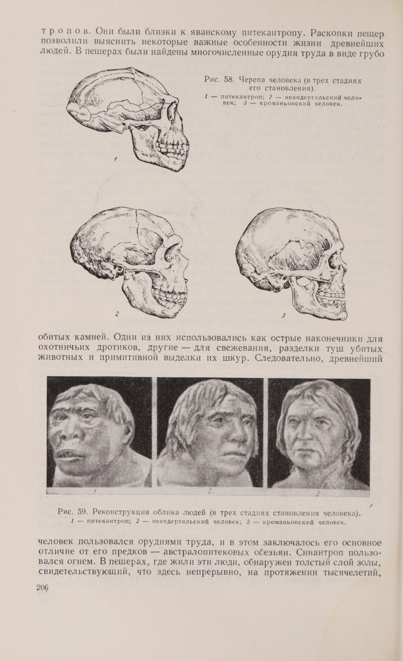 тропов. Они были близки к яванскому питекантропу. Раскопки пещер позволили выяснить некоторые важные особенности жизни древнейших людей. В пещерах были найдены многочисленные орудия труда в виде грубо Ре © \% / И орды ЗА Рис. 58. Черепа человека (в трех стадиях № = А его становления). И 2: Г. — питекантроп; 2 — неандертальский чело- ИН 1: век; 3 — кроманьонский человек. ' А \ $ > % № ; = 4 < А МА # РР - = \ 4 и ‚й: о ^. Х 7 20; ИИ ты = хх . Ш Ув! [| ‘А м. ` ыы х А. а А Ч м ох м“ обитых камней. Одни из них использовались как острые наконечники для охотничьих дротиков, другие — для свежевания, разделки туш убитых животных и примитивной выделки их шкур. Следовательно, древнейший я человек пользовался орудиями труда, и в этом заключалось его основное отличие от его предков — австралопитековых обезьян. Синантроп'пользо- вался огнем. В пещерах, где жили эти люди, обнаружен толстый слой золы, свидетельствующий, что здесь непрерывно, на протяжении тысячелетий,
