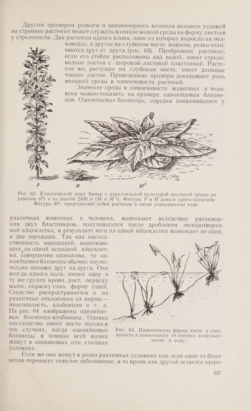 Другим примером резкого и закономерного влияния внешних условий на строение растений может служить влияние водной среды на форму листьев у стрелолиста. Два растения одного клона, одно из которых выросло на мел- ководье, а другое на глубоком месте водоема, резко отли- чаются другот друга (рис. 63). Прибрежное растение, если его стебли расположены над водой, имеет стрело- видные листья с широкой листовой пластинкой. Расте- ние же, растущее на глубоком месте, имеет длинные тонкие листья. Приведенные примеры доказывают роль внешней среды в изменчивости растений. Значение среды в изменчивости животных и чело- века можно показать на примере однояйцевых близне- цов. Однояйцевые близнецы, изредка появляющиеся у Рис. 62. Классический опыт Бонье с параллельной культурой земляной груши на равнине (Р) и на высоте 2400 м (М и М%. Фигуры Р и М даны в одном масштабе. Фигура М1: представляет собой растение в менее уменьшенном виде. различных животных и человека, возникают вследствие расхожде- ния двух бластомеров, получившихся после дробления оплодотворен- ной яйцеклетки, в результате чего из одной яйцеклетки возникает не один, а два зародыша. Так как наслед- ственность зародышей, возникаю- щих, из одной исходной яйцеклет- ки, совершенно одинакова, то од- нояйцевые близнецы обычно изуми- тельно похожи друг на друга. Они всегда одного пола, имеют одну и ту же группу крови, рост, окраску волос, окраску глаз, форму ушей. Сходство распространяется и на различные отклонения от нормыЫ— многопалость, альбинизм и т. д. На рис. 64 изображены однояйце- у вые близнецы-альбиносы. Однако — 77% это сходство имеет место тольков ‘`` тех случаях, когда однояйцевые Рис. 63. Изменчивость формы листа у стре- близнецы в течение всей ЖИЗНИ лолиста в зависимости от степени погружен- живут в одинаковых или сходных о условиях. Если же они живут в резко различных условиях или если один из близ- нецов переносит тяжелое заболевание, в то время как другой остается здоро-