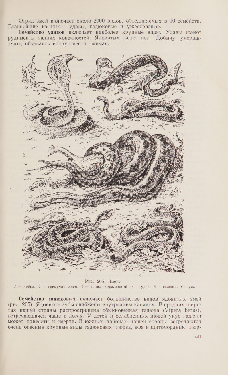 Отряд змей включает около 2000 видов, объединяемых в 10 семейств. Главнейшие из них — удавы, гадюковые и ужеобразные. Семейство удавов включает наиболее крупные виды. Удавы имеют рудименты задних конечностей. Ядовитых желез нет. Добычу умерщв- ляют, обвиваясь вокруг нее и сжимая. р &lt; у &lt;=&gt; _ ` | = - РИ 2) ‘№ 5 = =* Рис. 205. Змеи. 1 — кобра; 2 — гремучая змея; 3 — аспид коралловый; 4 — удав; 5 — гадюка; 6 — уж. Семейство гадюковых включает большинство видов ядовитых змей (рис. 205). Ядовитые зубы снабжены внутренним каналом. В средних широ- тах нашей страны распространена обыкновенная гадюка (\У1рега Бегиз), встречающаяся чаще в лесах. У детей и ослабленных людей укус гадюки может привести к смерти. В южных районах нашей ‘страны встречаются очень опасные крупные виды гадюковых: гюрза, эфа и щитомордник. Гюр-