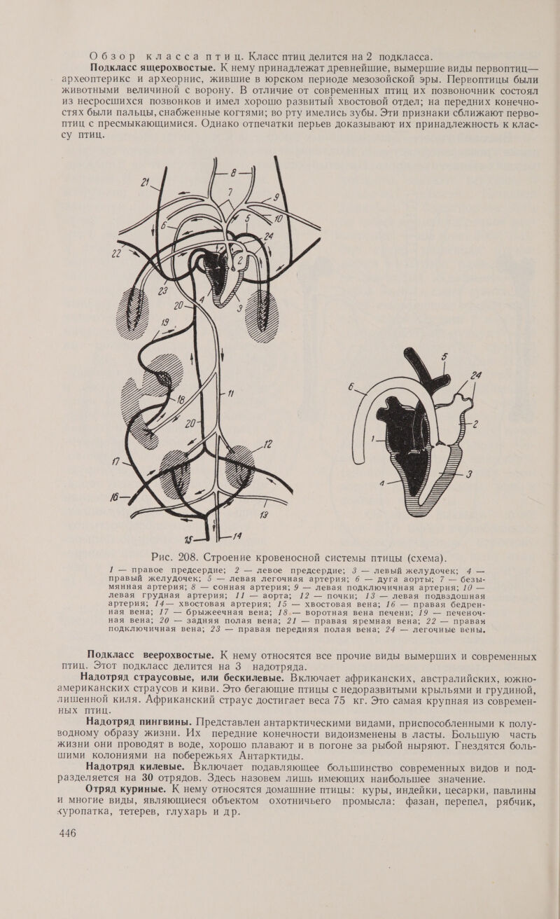 Обзор класса птиц. Класс птиц делится на 2 подкласса. Подкласс ящерохвостые. К нему принадлежат древнейшие, вымершие виды первоптиц— археоптерикс и археорнис, жившие в юрском периоде мезозойской эры. Первоптицы были животными величиной с ворону. В отличие от современных птиц их позвоночник состоял из несросшихся позвонков и имел хорошо развитый хвостовой отдел; на передних конечно- стях были пальцы, снабженные когтями; во рту имелись зубы. Эти признаки сближают перво- птиц с пресмыкающимися. Однако отпечатки перьев доказывают их принадлежность к клас- су птиц. х Рис. 208. Строение кровеносной системы птицы (схема). 1 — правое предсердие; 2 — левое предсердие; 3 — левый желудочек; 4 — правый желудочек; 5 — левая легочная артерия; 6 — дуга аорты; 7 — безы- мянная артерия; 8 — сонная артерия; 9 — левая подключичная артерия; 10 — левая грудная артерия; 11 — аорта; 12 — почки; 13 — левая подвздошная артерия; 14— хвостовая артерия; 15 — хвостовая вена; [6 — правая бедрен- ная вена; 1/7 — брыжеечная вена; 18.— воротная вена печени; 19 — печеноч- ная вена; 20 — задняя полая вена; 21 — правая яремная вена; 22 — правая подключичная вена; 23 — правая передняя полая вена; 24 — легочные вены. Подкласс веерохвостые. К нему относятся все прочие виды вымерших и современных птиц. Этот подкласс делится на 3 надотряда. Надотряд страусовые, или бескилевые. Включает африканских, австралийских, южно- американских страусов и киви. Это бегающие птицы с недоразвитыми крыльями и грудиной, лишенной киля. Африканский страус достигает веса 75 кг. Это самая крупная из современ- ных птиц. | Надотряд пингвины. Представлен антарктическими видами, приспособленными к полу- водному образу жизни. Их передние конечности видоизменены в ласты. Большую часть жизни они проводят в воде, хорошо плавают и в погоне за рыбой ныряют. Гнездятся боль- шими колониями на побережьях Антарктиды. Надотряд килевые. Включает подавляющее большинство современных видов и под- разделяется на 30 отрядов. Здесь назовем лишь имеющих наибольшее значение. Отряд куриные. К нему относятся домашние птицы: куры, индейки, цесарки, павлины и многие виды, являющиеся объектом охотничьего промысла: фазан, перепел, рябчик, хуропатка, тетерев, глухарь и др.