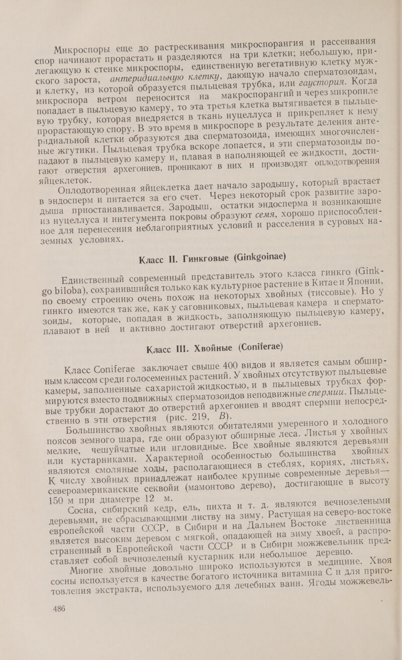 Микроспоры еще до растрескивания микроспорангия и рассеивания спор начинают прорастать и разделяются на три клетки; небольшую, при- легающую к стенке микроспоры, единственную вегетативную клетку муж- ского зароста, антеридиальную клетку, дающую начало сперматозоидам, и клетку, из которой образуется пыльцевая трубка, или гаустория. Когда микроспора ветром переносится на макроспорангий и через микропиле попадает в пыльцевую камеру, то эта третья клетка вытягивается в пыльце- вую трубку, которая внедряется В ткань нуцеллуса и прикрепляет к нему прорастающую спору. В это время в микроспоре в результате деления анте- ‘ридиальной клетки образуются два сперматозоида, имеющих многочислен - ные жгутики. Пыльцевая трубка вскоре лопается, и эти сперматозоиды по- падают в пыльцевую камеру и, плавая В наполняющей ее жидкости, дости“ гают отверстия архегониев, проникают в них и производят оплодотворения яйцеклеток. Оплодотворенная яйцеклетка дает начало зародышу, который врастает в эндосперм и питается за его счет. Через некоторый срок развитие заро- дыша приостанавливается. Зародыш, остатки эндосперма и возникающие из нуцеллуса и интегумента покровы образуют семя, хорошо приспособлен - ное для перенесения неблагоприятных условий и расселения в суровых на- земных условиях. Класс И. Гинкговые (ОшКсо!пае) Единственный современный представитель этого класса гинкго (@ШК- со БПоБа), сохранившийся только как культурное растение в Китаеи Японии, по своему строению очень похож на некоторых хвойных (тиссовые). Но у гинкго имеются так же, как у саговниковых, пыльцевая камера и спермато- зоиды, которые, попадая в жидкость, заполняющую пыльцевую камеру, плавают в ней и активно достигают отверстий архегониев. Класс Ш!. Хвойные (СопйЙегае) Класс СопИегае заключает свыше 400 видов и является самым обшир- ным классом среди голосеменных растений. У хвойных отсутствуют пыльцевые камеры, заполненные сахаристой жидкостью, и В пыльцевых трубках фор- мируются вместо подвижных сперматозоидов неподвижные спермии. Пыльце- вые трубки дорастают до отверстий архегониев и вводят спермии непосред- ственно в эти отверстия (рис. 219, в Болынинство хвойных являются обитателями умеренного и холодного поясов земного шара, где они образуют обширные леса. Листья У хвойных мелкие, чешуйчатые или игловидные. Все хвойные являются деревьями или кустарниками. Характерной особенностью болыпинства хвойных являются смоляные ходы, располагающиеся В стеблях, корнях, листьях. К числу хвойных принадлежат наиболее крупные современные деревья” — североамериканские секвойи (мамонтово дерево), достигающие в высоту 150 м при диаметре 12 м. Сосна, сибирский кедр, ель, пихта и т. Д. являются вечнозелеными деревьями, не сбрасывающими листву на зиму. Растущая на северо-востоке европейской части СССР, в Сибири и на Дальнем Востоке лиственница является высоким деревом с мягкой, опадающей на зиму хвоей, а распро- страненный в Европейской части СССР и в Сибири можжевельник пред ставляет собой вечнозеленый кустарник или неболыное деревцо. Многие хвойные довольно широко используются в медицине. Хвоя сосны используется в качестве богатого источника витамина С и для приго- товления экстракта, используемого для лечебных ванн. Ягоды можжевель-