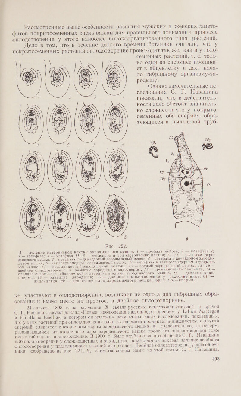 Рассмотренные выше особенности развития мужских и женских гамето- фитов покрытосеменных очень важны для правильного понимания процесса оплодотворения у этого наиболее высокоорганизованного типа растений. Дело в том, что в течение долгого времени ботаники считали, что у покрытосеменных растений оплодотворение происходит так же, как и у голо- семенных растений, т. е. толь- ко один из спермиев проника- ет в яйцеклетку и дает нача- ло гибридному организму-за- родышу. Однако замечательные ис- следования С. Г. Навашина_ показали, что в действитель- ности дело обстоит значитель- но сложнее и что у покрыто- семенных оба спермия, обра- зующиеся в пыльцевой труб- 50, &gt; СЯ С} 359 ‚р @&gt;. ; Е Рис. 222. А — деление материнской клетки зародышевого мешка: 1 — профаза мейоза; 2 — метафаза Г; 3 — телофаза; 4 — метафаза 11; 5 — мегаспора и три сестринские клетки; 6—12 — развитие заро- дышевого мешка, 6 —метафаза,}7—двуядерный зародышевый мешок, 8 — метафаза в двуядерном зароды- шевом мешке, 9—четырехъядерный зародышевый мешок ‚-/0—метафаза в четырехъядерном зародыше- вом мешке, // — восьмиядерный зародышевый мешок, 1/2 — зрелый зародышевый мешок, 13—16 — двойное оплодотворение‘ и развитие зародыша и эндоспермы, 18 — проникновение спермиев, 714 — слияние спермиев с яйцеклеткой и вторичным ядром зародышевого мешка, 15 — деление эндо- спермы, 16 — развитие зародыша; Б — двойное оплодотворение у подсолнечника; ОУ — яйцеклетка, её — вторичное ядро зародышевого мешка, р: н $р.—спермии. ке, участвуют в оплодотворении, возникает не одно, а два гибридных обра- зования и имеет место не простое, а двойное оплодотворение. 24 августа 1898 г. на заседании Х съезда русских естествоиспытателей и врачей С. Г. Навашин сделал доклад «Новые наблюдения над оплодотворением у ГИцит Маг{аоп и РгИШага фепеПа», в котором он изложил результаты своих исследований, показавших, что у этих растений при оплодотворении один из спермиев проникает в яйцеклетку, а другой спермий сливается с вторичным ядром зародышевого мешка, и, следовательно, эндосперм, развивающийся из вторичного ядра зародышевого мешка после его оплодотворения тоже имеет гибридное происхождение. В 1900 г. было опубликовано сообщение С. Г. Навашина «Об оплодотворении у сложноцветных и орхидных», в котором он показал наличие двойного оплодотворения у подсолнечника и одной из орхидей. Двойное оплодотворение у подсолнеч- ника изображено на рис. 221, Б, заимствованном нами, из этой статьи С. Г. Навашина.