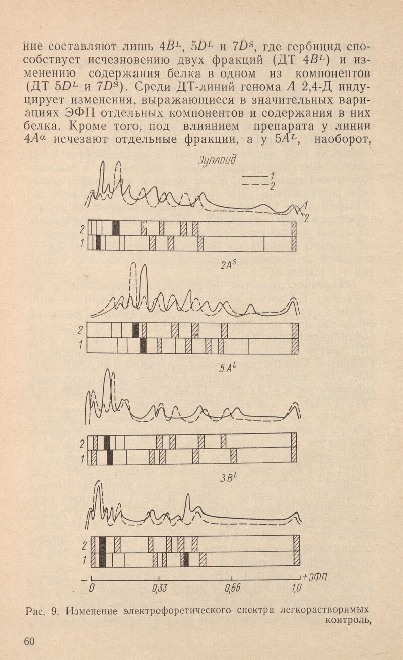 Ййё составляют лишь 4В^, 5/)^ и 7Í)^, где гербицид спо¬ собствует исчезновению двух фракций (ДТ 4В^) и из¬ менению содержания белка в одном из компонентов (ДТ и 7D^). Среди ДТ-линий генома А 2,4-Д инду¬ цирует изменения, выражающиеся в значительных вари¬ ациях ЭФП отдельных компонентов и содержания в них белка. Кроме того, под влиянием препарата у линии 4Ла исчезают отдельные фракции, а у 5Л^, наоборот, Эиплоид 1 ЗВ^ -¡+дФГ1 О 033 ом 10 Рис. 9. Изменение электрофоретического спектра легкорастворимых контроль, 60