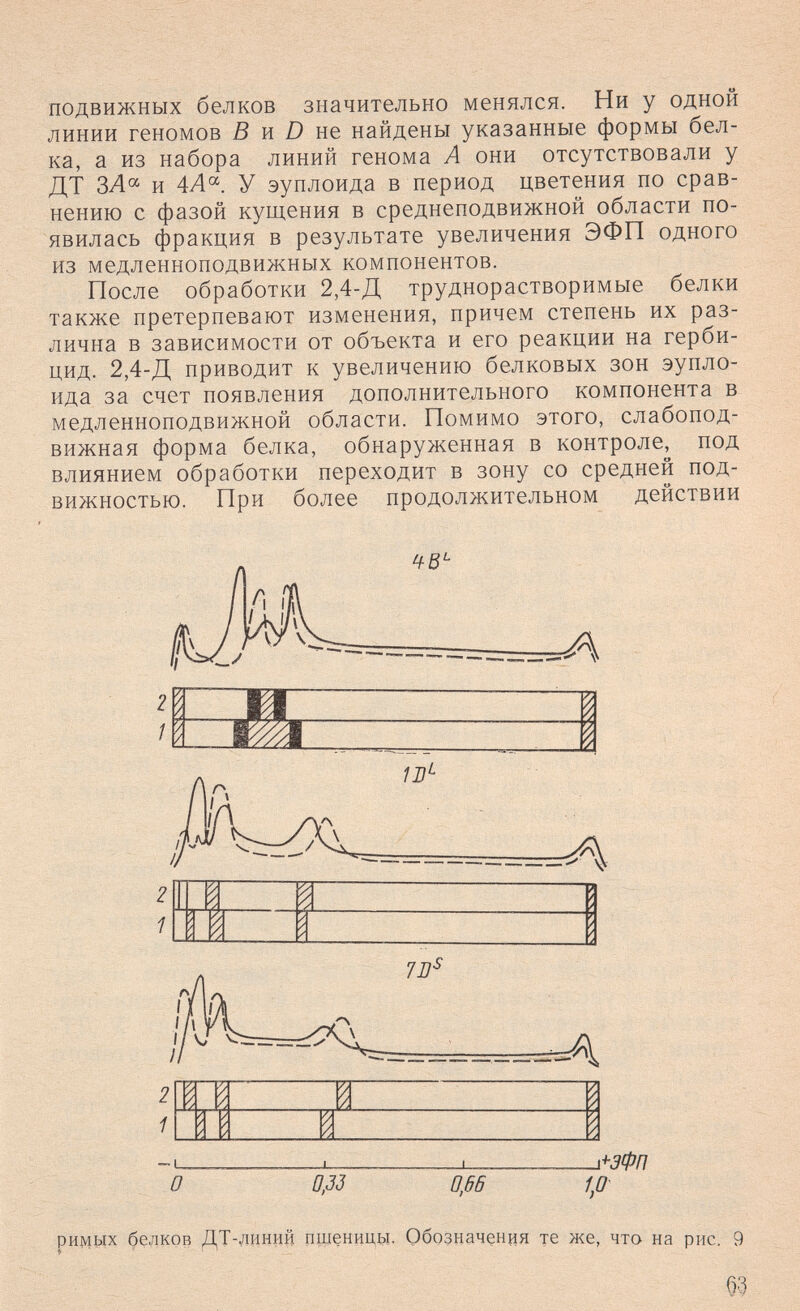 подвижных белков значительно менялся. Ни у одной линии геномов ß и Z) не найдены указанные формы бел¬ ка, а из набора линий генома А они отсутствовали у ДТ ЗЛ« и 4Л°'. У эуплоида в период цветения по срав¬ нению с фазой кущения в среднеподвижной области по¬ явилась фракция в результате увеличения ЭФП одного из медленноподвижных компонентов. После обработки 2,4-Д труднорастворимые белки также претерпевают изменения, причем степень их раз¬ лична в зависимости от объекта и его реакции на герби¬ цид. 2,4-Д приводит к увеличению белковых зон эупло¬ ида за счет появления дополнительного компонента в медленноподвижной области. Помимо этого, слабопод¬ вижная форма белка, обнаруженная в контроле, под влиянием обработки переходит в зону со средней под¬ вижностью. При более продолжительном действии 7В- л^ЭфП 1,0- О 0,33 0,66 римых белков ДТ-даний пшеницы, Обозначения те же, что на рис. 9 §3