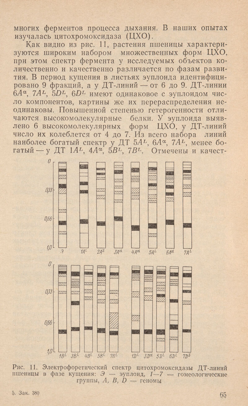 многих ферментов процесса дыхания. В наших опытах изучалась цитохромоксидаза (ЦХО). Как видно из рис. И, растения пшеницы характери¬ зуются широким набором множественных форм ЦХО, при этом спектр фермента у исследуемых объектов ко¬ личественно и качественно различается по фазам разви¬ тия. В период кущения в листьях эуплоида идентифици¬ ровано 9 фракций, а у ДТ-линий — от 6 до 9. ДТ-линии бЛ®', 7Л^, 5/)^, имеют одинаковое с эуплоидом чис¬ ло компонентов, картины же их перераспределения не¬ одинаковы. Повышенной степенью гетерогенности отли¬ чаются высокомолекулярные белки. У эуплоида выяв¬ лено 6 высокомолекулярных форм ЦХО, у ДТ-линий число их колеблется от 4 до 7. Из всего набора линий наиболее богатый спектр у ДТ 5Л^, 6Л°', 7Л^, менее бо¬ гатый — у ДТ 4Л, 7В^. Отмечены и качест- /ш Oß W ж 2ZZZ 7777; ZZZZ 7ZZZ1 77777 О 033 Oßö to ш 2ZZ ш ш H :zzzz Ш Ш BS 7ZZZ¿ ЗВ^ 5В'' 76'- Ji/« SU'- e'- Рис. II. Электрофоретический спектр цитохромоксидазы ДТ-линий пшеницы в фазе кущения; Э — эуплоид, 1—7 — гомеологические группы. А, В, D ~ геномы 5- Зак. 65