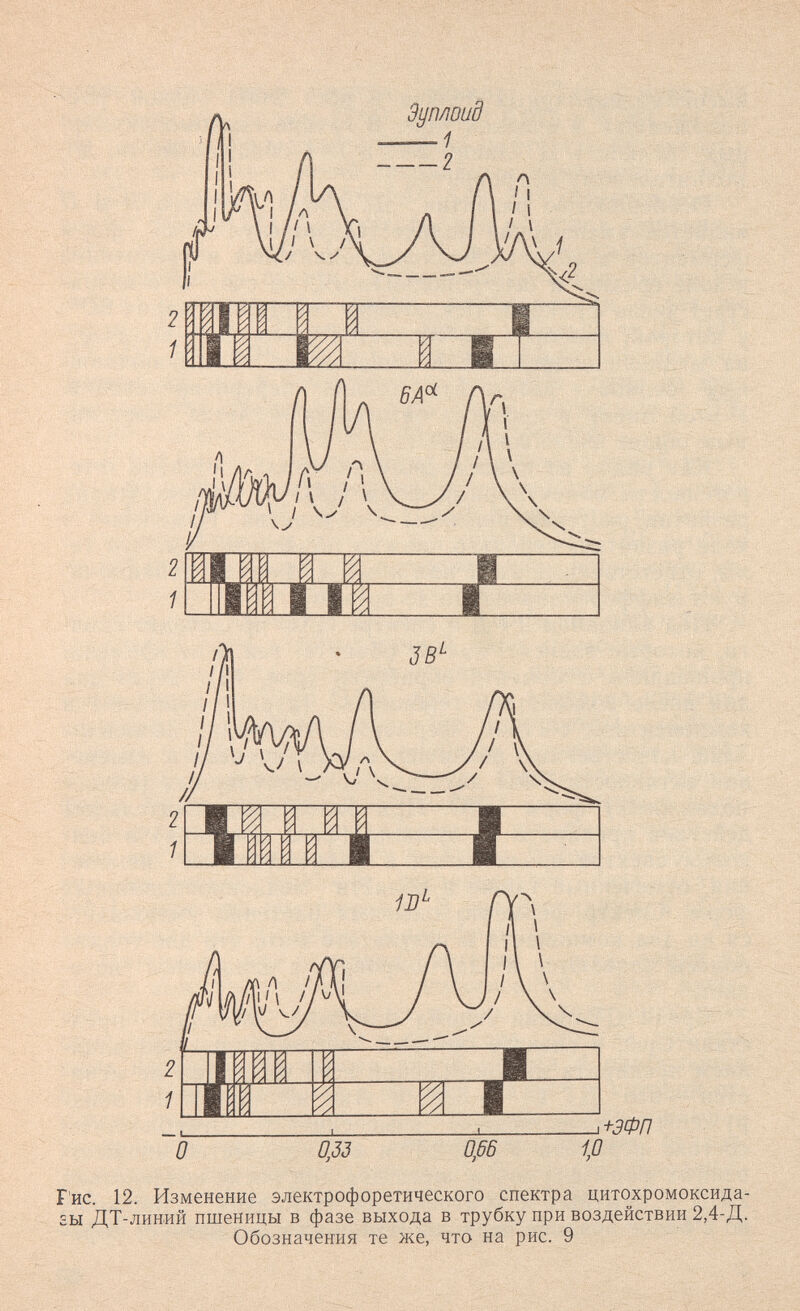 Гис. 12. Изменение электрофоретического спектра цитохромоксида- £Ы ДТ-линий пшеницы в фазе выхода в трубку при воздействии 2,4-Д. Обозначения те же, что на рис. 9
