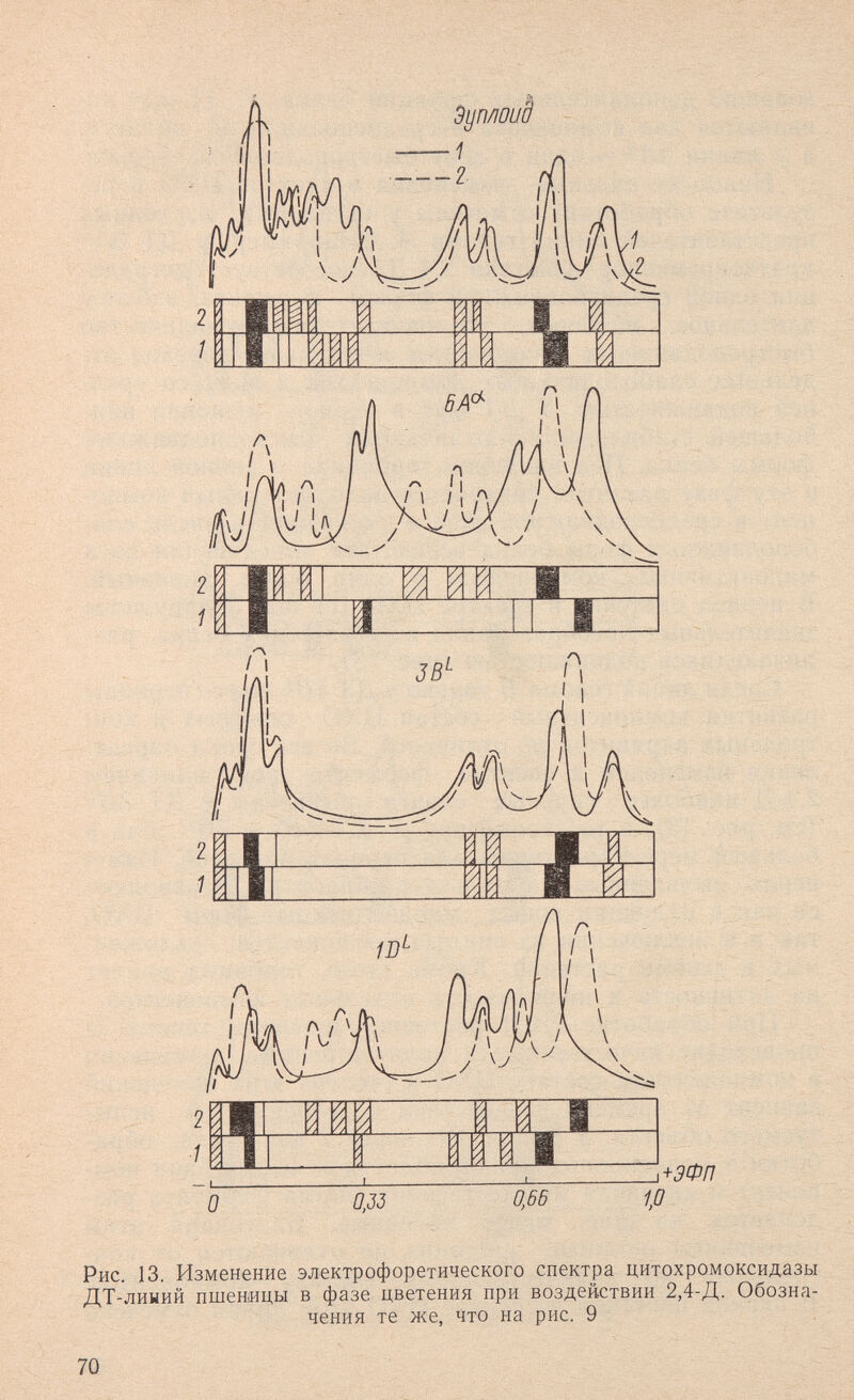 Рис. 13. Изменение электрофоретического спектра цитохромоксидазы ДТ-лииий пшеницы в фазе цветения при воздействии 2,4-Д. Обозна¬ чения те же, что на рис. 9 70