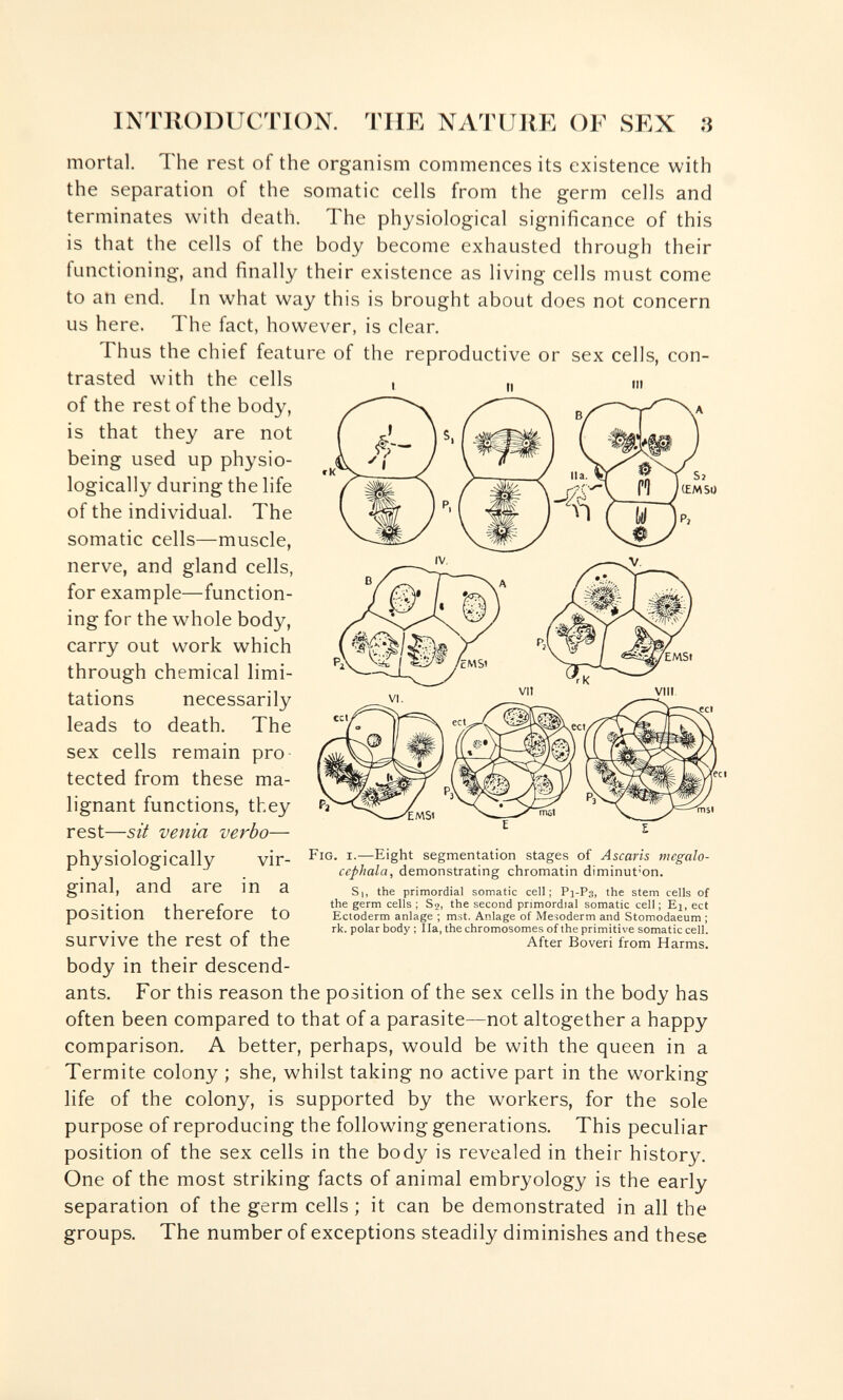 INTRODUCTION. THE NATURE OF SEX в mortal. The rest of the organism commences its existence with the separation of the somatic cells from the germ cells and terminates with death. The physiological significance of this is that the cells of the body become exhausted through their functioning, and finally their existence as living cells must come to an end. In what way this is brought about does not concern us here. The fact, however, is clear. Thus the chief feature of the reproductive or sex cells, con¬ trasted with the cells of the rest of the body, is that they are not being used up physio¬ logically during the life of the individual. The somatic cells—muscle, nerve, and gland cells, for example—function¬ ing for the whole body, carry out work which through chemical limi¬ tations necessarily leads to death. The sex cells remain pro tected from these ma¬ lignant functions, they rest—sit venia verbo— physiologically vir¬ ginal, and are in a position therefore to survive the rest of the body in their descend¬ ants. For this reason the position of the sex cells in the body has often been compared to that of a parasite—not altogether a happy comparison. A better, perhaps, would be with the queen in a Termite colony ; she, whilst taking no active part in the working life of the colony, is supported by the workers, for the sole purpose of reproducing the following generations. This peculiar position of the sex cells in the body is revealed in their history. One of the most striking facts of animal embryology is the early separation of the germ cells ; it can be demonstrated in all the groups. The number of exceptions steadily diminishes and these Fig. i.—Eight segmentation stages of Ascaris megalo- ccphala, demonstrating chromatin diminut'on. S|, the primordial somatic cell; Р]-Рз, the stem cells of the germ cells ; S?, the second primordial somatic cell; Ej, ect Ectoderm anlage ; mst. Anlage of Mesoderm and Stomodaeum ; rk. polar body ; IIa, the chromosomes of the primitive somatic cell. After Boveri from Harms.
