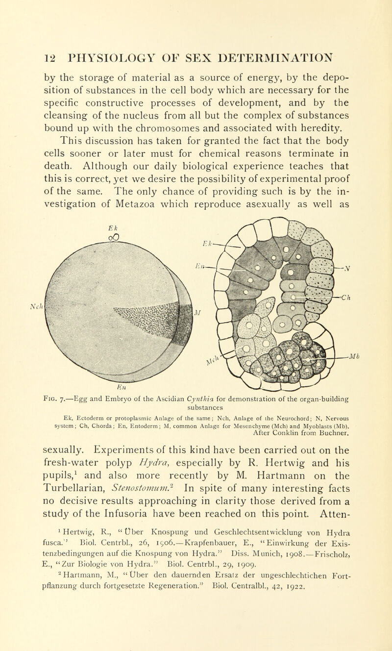 12 PHYSIOLOGY OF SEX DETERMINATION by the storage of material as a source of energy, by the depo¬ sition of substances in the cell body which are necessary for the specific constructive processes of development, and by the cleansing of the nucleus from all but the complex of substances bound up with the chromosomes and associated with heredity. This discussion has taken for granted the fact that the body cells sooner or later must for chemical reasons terminate in death. Although our daily biological experience teaches that this is correct, yet we desire the possibility of experimental proof of the same. The only chance of providing such is by the in¬ vestigation of Metazoa which reproduce asexually as well as Fig. 7.—Egg and Embryo of the Ascidian Cynthia for demonstration of the organ-building substances Ek, Ectoderm or protoplasmic Anlage of the same; Neh, Anlage of ihe Neurochord; N, Nervous system; Ch, Chorda; En, Entoderm; M, common Anlage for Mesenchyme (Mch) and Myoblasts (Mb). After Conklin from Büchner. sexually. Experiments of this kind have been carried out on the fresh-water polyp Hydra, especially by R. Hertwig and his pupils,^ and also more recently by M. Hartmann on the Turbellarian, Stenostomum} In spite of many interesting facts no decisive results approaching in clarity those derived from a study of the Infusoria have been reached on this point. Atten- ^ Hertwig, R.,  Über Knospung und Geschlechtsentvvicklung von Hydra fusca.' Biol. Centrbl., 26, iço6. — Krapfenbauer, E., Einwirkung der Exis¬ tenzbedingungen auf die Knospung von Hydra. Diss. Munich, 1908. — Frischolz, е., Zur Biologie von Hydra. Biol. Centrbl., 29, 1909. ^Hartmann, M., Uber den dauernden Ersalz der ungeschlechtichen Fort¬ pflanzung durch fortgesetzte Regeneration. Biol. Centralbl., 42, 1922. iVc/i ■Mb