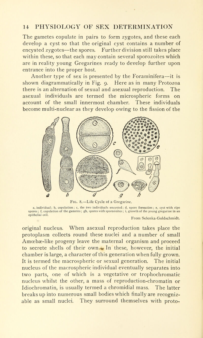 14 PHYSIOLOGY OF SEX DETERMINATION The gametes copulate in pairs to form zygotes, and these each develop a cyst so that the original cyst contains a number of encysted zygotes—the spores. Further division still takes place within these, so that each may contain several sporozoites which are in reality young Gregarines ready to develop further upon entrance into the proper host. Another type of sex is presented by the Foraminifera—it is shown diagrammatically in Fig. 9. Here as in many Protozoa there is an alternation of sexual and asexual reproduction. The asexual individuals are termed the microspheric forms on account of the small innermost chamber. These individuals become multi-nuclear as they develop owing to the fission of the à ä с/ g /} Fig. 8.—Life Cycle oí a Gregarine. a, individual ; b, copulation; c, the two individuals encysted; d, spore formation; e, cyst with ripe spores ; f, copulation of the gametes ; gh, spores with sporozoites ; i, growth of the young gregarine in an epithelia.1 cell. From Selenka-Goldschmidt. original nucleus. When asexual reproduction takes place the protoplasm collects round these nuclei and a number of small Amœbas-like progeny leave the maternal organism and proceed to secrete shells of their own.^ In these, however, the initial chamber is large, a character of this generation when fully grown. It is termed the macrospheric or sexual generation. The initial nucleus of the macrospheric individual eventually separates into two parts, one of which is a vegetative or trophochromatic nucleus whilst the other, a mass of reproduction-chromatin or Idiochromatin, is usually termed a chromidial mass. The latter breaks up into numerous small bodies which finally are recogniz¬ able as small nuclei. They surround themselves with proto-