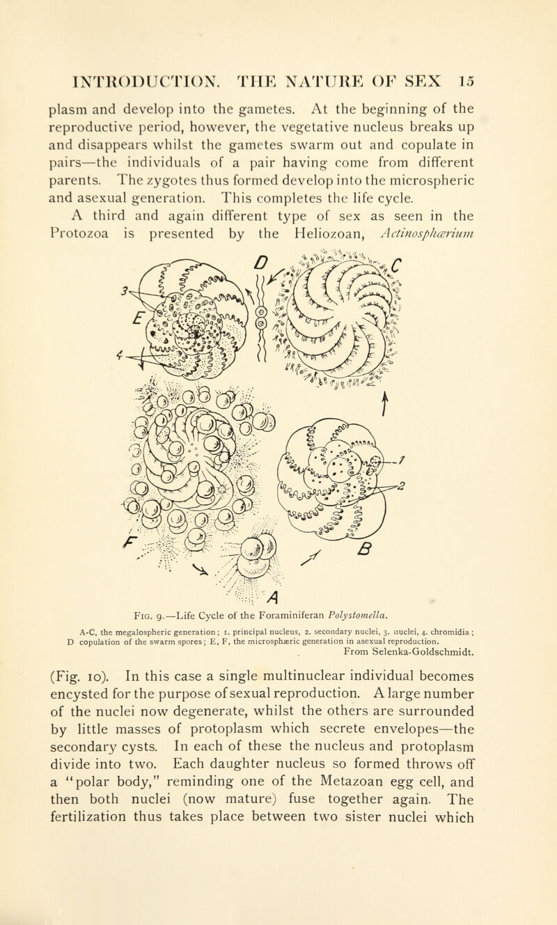 INT1U)DUCTK)N. TUE NATUllE OF SEX 15 plasm and develop into the gametes. At the beginning of the reproductive period, however, the vegetative nucleus breaks up and disappears whilst the gametes swarm out and copulate in pairs—the individuals of a pair having come from different parents. The zygotes thus formed develop into the microspheric and asexual generation. This completes the life cycle. A third and again different type of sex as seen in the Protozoa is presented by the Heliozoan, Actinosphœrium Fig. 9.—Life Cycle of the Foraminiferan Poly stornella. A-C, the megalospheric generation ; i. principal nucleus, 2. secondary nuclei, 3. nuclei, 4. chromidia ; D copulation of the swarm spores; E, F, the microsphaeric generation in asexual reproduction. From Selenka-Goldschmidt. (Fig. 10). In this case a single multinuclear individual becomes encysted for the purpose of sexual reproduction, A large number of the nuclei now degenerate, whilst the others are surrounded by little masses of protoplasm which secrete envelopes—the secondary cysts. In each of these the nucleus and protoplasm divide into two. Each daughter nucleus so formed throws off a polar body, reminding one of the Metazoan egg cell, and then both nuclei (now mature) fuse together again. The fertilization thus takes place between two sister nuclei which