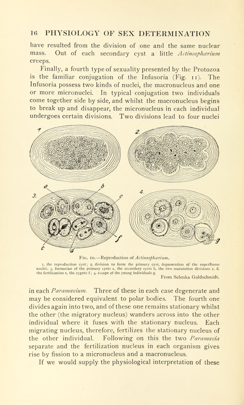 16 PHYSIOLOGY OF SEX DETERMINATION have resulted from the division of one and the same nuclear mass. Out of each secondary cyst a little Actinosphœriunt creeps. Finally, a fourth type of sexuality presented by the Protozoa is the familiar conjugation of the Infusoria (Fig. ii). The Infusoria possess two kinds of nuclei, the macronucleus and one or more micronuclei. In typical conjugation two individuals come together side by side, and whilst the macronucleus begins to break up and disappear, the micronucleus in each individual undergoes certain divisions. Two divisions lead to four nuclei Fio. io.—Reproduction oí Actinospharium. I, the reproduction cyst ; 2, division to form the primary cyst, degeneration of the superfluous nuclei ; 3, formation of the primary cysts a, the secondary cysts b, the two maturation divisions c, d, the fertilization e, the zygote f ; 4, езсаре of the young individuals g. From Selenka-Goldschmidt. in each Paramœcium. Three of these in each case degenerate and may be considered equivalent to polar bodies. The fourth one divides again into two, and of these one remains stationary whilst the other (the migratory nucleus) wanders across into the other individual where it fuses with the stationary nucleus. Each migrating nucleus, therefore, fertilizes the stationary nucleus of the other individual. Following on this the two Paramœcia separate and the fertilization nucleus in each organism gives rise by fission to a micronucleus and a macronucleus. If we would supply the physiological interpretation of these