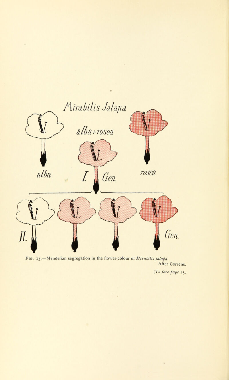 i\iíúilis Jalajiä Fig, 13.—Mendelian segregation in the flower-colour of Mirabilis jalapa. After Correns [To face page 25