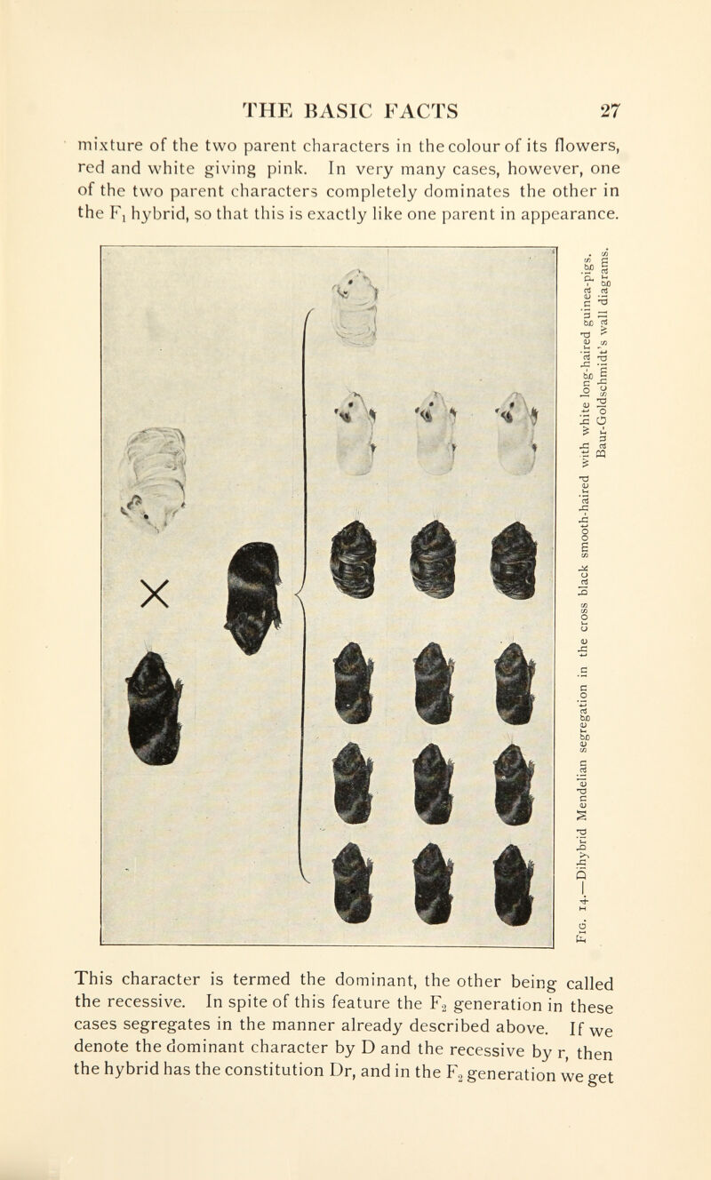 THE BASIC FACTS 27 ■ mixture of the two parent characters in the colour of its flowers, red and white giving pink. In very many cases, however, one of the two parent characters completely dominates the other in the Fj hybrid, so that this is exactly like one parent in appearance. This character is termed the dominant, the other being called the recessive. In spite of this feature the generation in these cases segregates in the manner already described above. If we denote the dominant character by D and the recessive by r, then the hybrid has the constitution Dr, and in the F2 generation we get