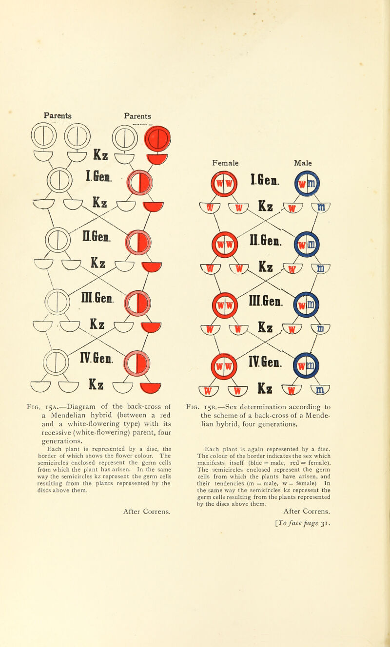 Parents Parents О' C7 Fig. 15a.—Diagram of the back-cross of a Mendelian hybrid (between a red and a white-flowering type) with its recessive (white-flowering) parent, four generations. Each plant is represented by a disc, the border of which shows the flower colour. The semicircles enclosed represent the germ cells from which the plant has arisen. In the same way the semicircles kz represent the germ cells resulting from the plants represented by the discs above them. After Correns. Female Male IT. Geo. ^ Kz ^ Fig. 15b.—Sex determination according to the scheme of a back-cross of a Mende¬ lian hybrid, four generations. Each plant is again represented by a disc. The colour of the border indicates the sex which manifests itself (blue = male, red = female). The semicircles enclosed represent the germ cells from which the plants have arisen, and their tendencies (m = male, w = female) In the same way the semicircles kz represent the germ cells resulting from the plants represented by the discs above them. After Correns. [Го face page 31.