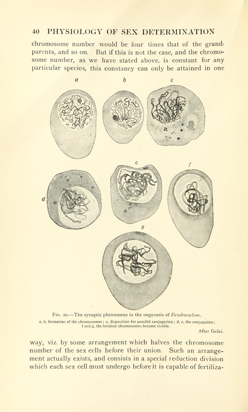 / 40 PHYSIOI.OGY OF SEX DETERMINATION chromosome number would be four times that of the grand¬ parents, and so on. But if this is not the case, and the chromo¬ some number, as we have stated above, is constant for any particular species, this constancy can only be attained in one a Fig. 20.—The synaptic phenomena in the oogenesis of Dendrocœlnm. a, b, formation of the chromosomes; c, disposition for parallel conjugation ; d, e, the conjugation; f and g, the bivalent chromosomes become visible. After Gelei. way, viz. by some arrangement which halves the chromosome number of the sex cells before their union. Such an arrange¬ ment actually exists, and consists in a special reduction division which each sex cell must undergo before it is capable of fertiliza-