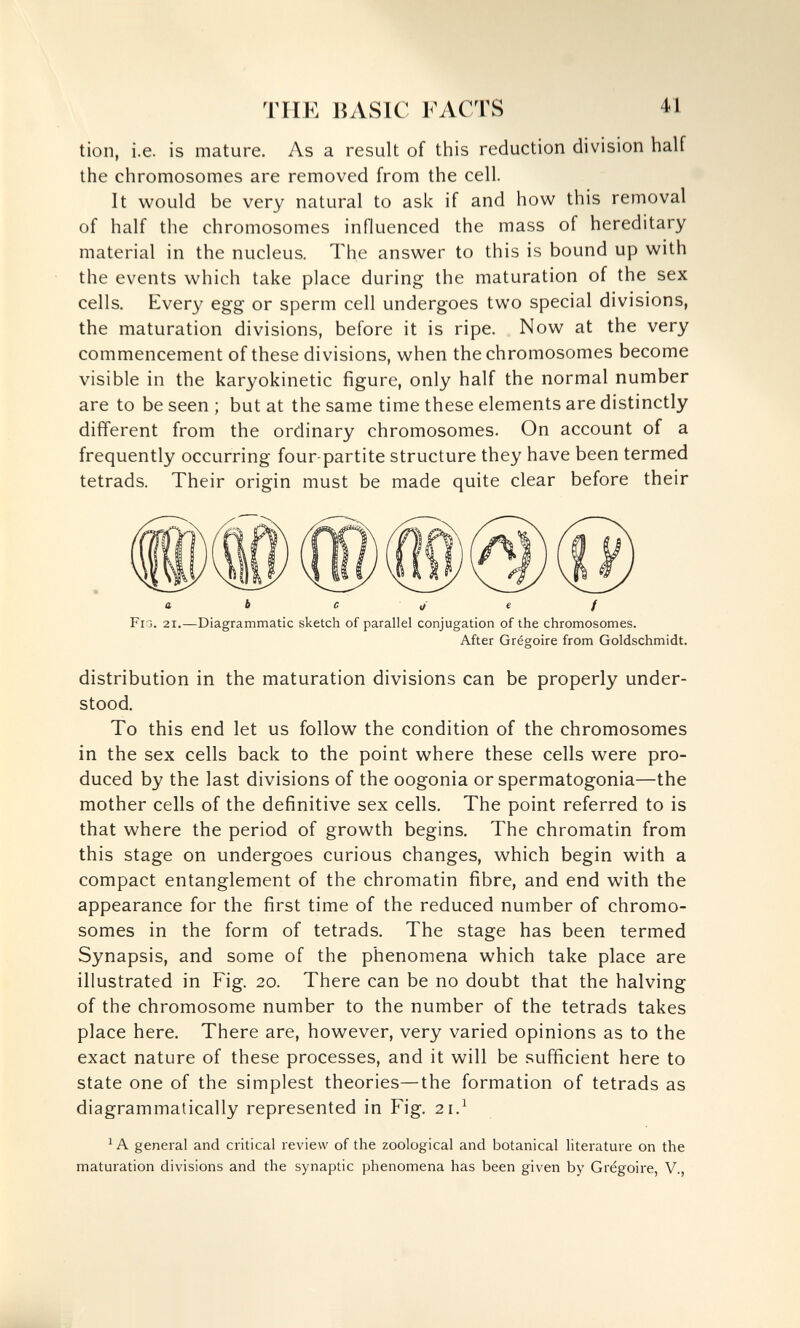 THE BASIC FACTS 41 tion, i.e. is mature. As a result of this reduction division half the chromosomes are removed from the cell. It would be very natural to ask if and how this removal of half the chromosomes influenced the mass of hereditary material in the nucleus. The answer to this is bound up with the events which take place during the maturation of the sex cells. Every egg or sperm cell undergoes two special divisions, the maturation divisions, before it is ripe. Now at the very commencement of these divisions, when the chromosomes become visible in the karyokinetic figure, only half the normal number are to be seen ; but at the same time these elements are distinctly different from the ordinary chromosomes. On account of a frequently occurring four-partite structure they have been termed tetrads. Their origin must be made quite clear before their a b  </ e / Fi3. 21.—Diagrammatic sketch of parallel conjugation of the chromosomes. After Grégoire from Goldschmidt. distribution in the maturation divisions can be properly under¬ stood. To this end let us follow the condition of the chromosomes in the sex cells back to the point where these cells were pro¬ duced by the last divisions of the oogonia or spermatogonia—the mother cells of the definitive sex cells. The point referred to is that where the period of growth begins. The chromatin from this stage on undergoes curious changes, which begin with a compact entanglement of the chromatin fibre, and end with the appearance for the first time of the reduced number of chromo¬ somes in the form of tetrads. The stage has been termed Synapsis, and some of the phenomena which take place are illustrated in Fig. 20. There can be no doubt that the halving of the chromosome number to the number of the tetrads takes place here. There are, however, very varied opinions as to the exact nature of these processes, and it will be sufficient here to state one of the simplest theories—the formation of tetrads as diagrammatically represented in Fig. 21.^ ^ A general and critical review of the zoological and botanical literature on the maturation divisions and the synaptic phenomena has been given by Grégoire, V.,