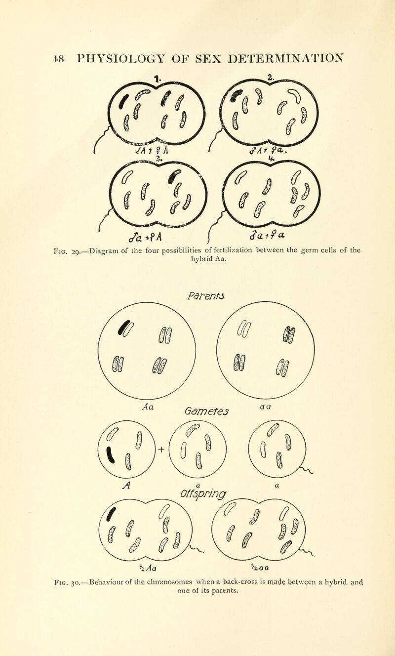 48 PHYSIOLOGY OF SEX DETERMINATION Ja ^0,1 90- Fig. 29.—Diagram of the four possibilities of fertilization between the germ cells of the hybrid Aa. Pdrentó Fig. 30.—Behaviour of the chromosomes when a back-cross is rnadç between a hybrid and one of its parents. ■là