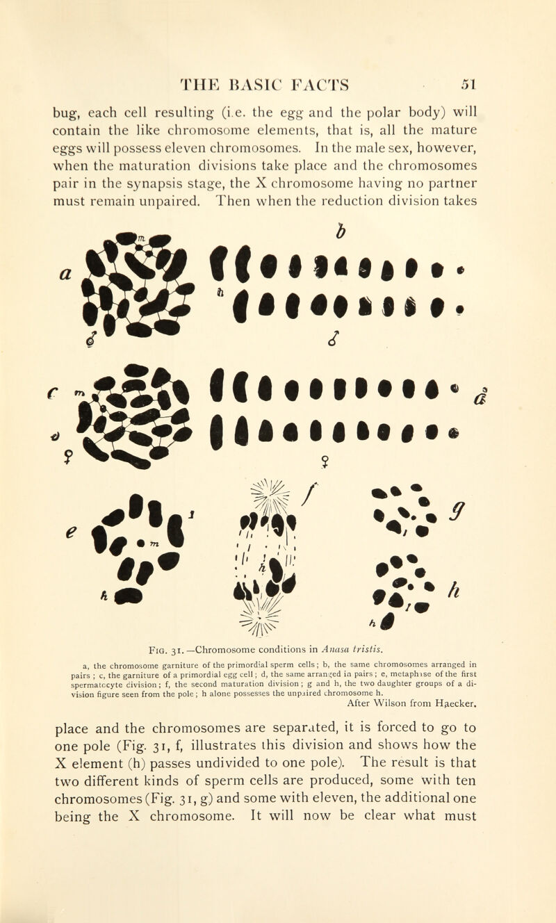 TUE BASIC FACTS 51 bug, each cell resulting (i.e. the egg and the polar body) will contain the like chromosome elements, that is, all the mature eggs will possess eleven chromosomes. In the male sex, however, when the maturation divisions take place and the chromosomes pair in the synapsis stage, the X chromosome having no partner must remain unpaired. Then when the reduction division takes a ъ f f f 11« ai • • • III 11* till*«*» ? / ••â' M' vi «».С ' /, I • о» »l*. ■■ VI *::: % * л ê Fig. 31.—Chromosome conditions in Anasa tristis. a, the chromosome garniture of the primordial sperm cells ; b, the same chromosomes arranged in pairs ; c, the garniture of a primordial egg cell ; d, the same arram^ed in pairs ; e, metaphise of the first spermatocyte division ; f, the second maturation division ; g and h, the two daughter groups of a di¬ vision figure seen from the pole ; h alone possesses the unpaired chromosome h. After Wilson from Ндескег. place and the chromosomes are separated, it is forced to go to one pole (Fig. 31, f, illustrates this division and shows how the X element (h) passes undivided to one pole). The result is that two different kinds of sperm cells are produced, some with ten chromosomes (Fig. 31, g) and some with eleven, the additional one being the X chromosome. It will now be clear what must