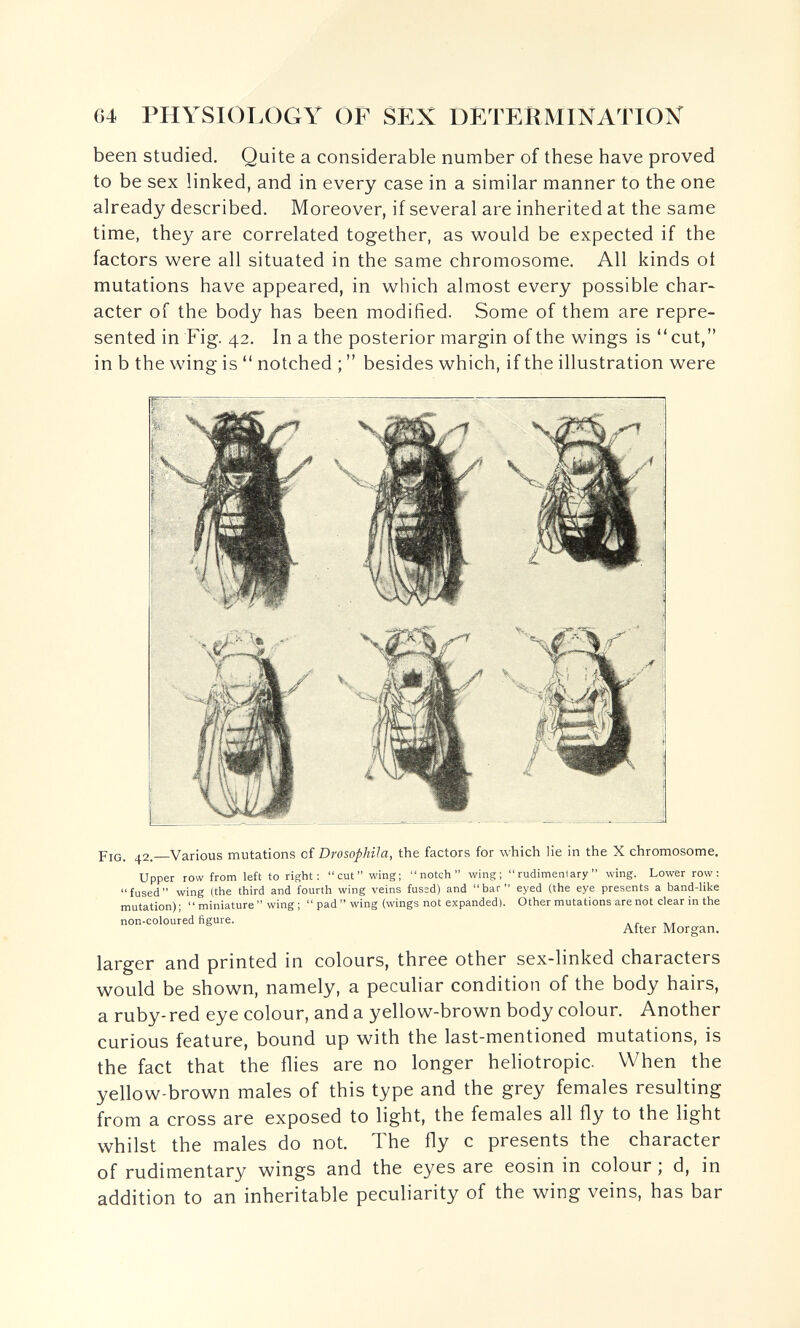 64 PHYSIOT.OGY OF SEX DETERMINATIOIS^ been studied. Quite a considerable number of these have proved to be sex linked, and in every case in a similar manner to the one already described. Moreover, if several are inherited at the same time, they are correlated together, as would be expected if the factors were all situated in the same chromosome. All kinds oí mutations have appeared, in which almost every possible char¬ acter of the body has been modified. Some of them are repre¬ sented in Fig. 42. In a the posterior margin of the wings is cut, in b the wing is  notched ;  besides which, if the illustration were r % Í i ' I- f ti Ir i, Pig. —Various mutations of Drosophila, the factors for which lie in the X chromosome. Upper row from left to right: cut wing; notch wing; rudimentary wing. Lower row: fused wing (the third and fourth wing veins fused) and bar eyed (the eye presents a band-like mutation);  miniature  wing ;  pad  wing (wings not expanded). Other mutations are not clear in the non-coloured figure. After Morgan. larger and printed in colours, three other sex-linked characters would be shown, namely, a peculiar condition of the body hairs, a ruby-red eye colour, and a yellow-brown body colour. Another curious feature, bound up with the last-mentioned mutations, is the fact that the flies are no longer heliotropic. When the yellow-brown males of this type and the grey females resulting from a cross are exposed to light, the females all fly to the light whilst the males do not. The fly с presents the character of rudimentary wings and the eyes are eosin in colour ; d, in addition to an inheritable peculiarity of the wing veins, has bar