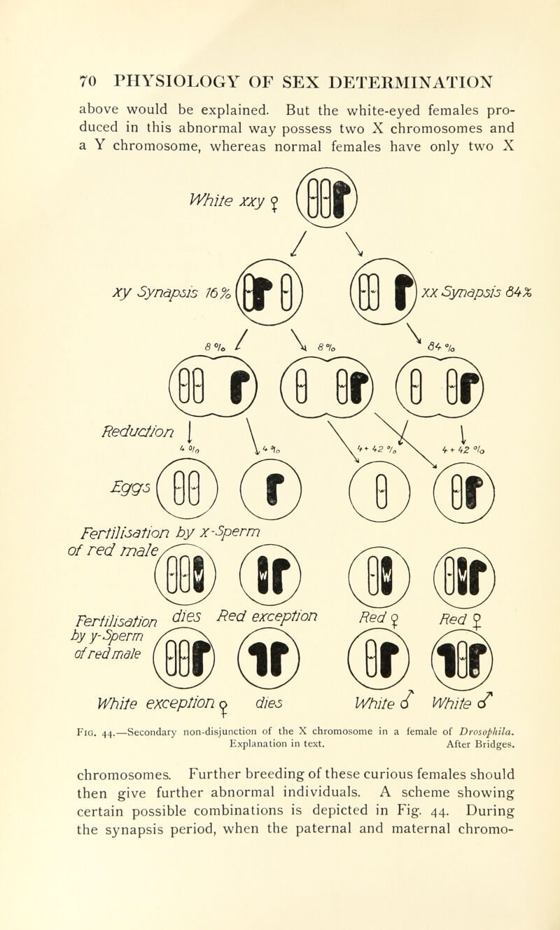 70 PHYSIOLOGY OF SEX DETERMINATION above would be explained. But the white-eyed females pro¬ duced in this abnormal way possess two X chromosomes and a Y chromosome, whereas normal females have only two X White xxy J xy SynàpôlS 16% XX SynàpsiJ Ô4X Reduction I Ferfih'sâtion by x-Sperm of red male Red ^ Red J White ¿ While с/ Fertihsätion Red exception of red mâle ( UUri / White exception dies Fig. 44.—Secondary non-disjunction of the X chromosome in a female of Drosophila. Explanation in text. After Bridges. chromosomes. Further breeding of these curious females should then give further abnormal individuals. A scheme showing certain possible combinations is depicted in Fig. 44. During the synapsis period, when the paternal and maternal chromo-