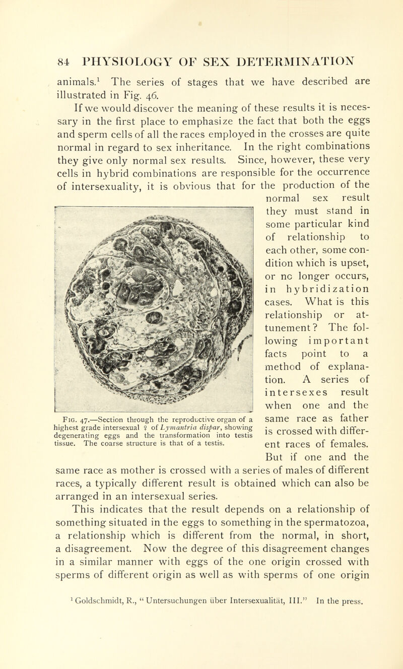84 PHYSIOLOGY OF SEX DETERMINATION animals.^ The series of stages that we have described are illustrated in Fig. 46. If we would discover the meaning of these results it is neces¬ sary in the first place to emphasize the fact that both the eggs and sperm cells of all the races employed in the crosses are quite normal in regard to sex inheritance. In the right combinations they give only normal sex results. Since, however, these very cells in hybrid combinations are responsible for the occurrence of intersexuality, it is obvious that for the production of the normal sex result they must stand in some particular kind of relationship to each other, some con¬ dition which is upset, or no longer occurs, in hybridization cases. What is this relationship or at- tunement? The fol¬ lowing important facts point to a method of explana¬ tion. A series of intersexes result when one and the same race as father is crossed with differ¬ ent races of females. But if one and the same race as mother is crossed with a series of males of different races, a typically different result is obtained which can also be arranged in an intersexual series. This indicates that the result depends on a relationship of something situated in the eggs to something in the spermatozoa, a relationship which is different from the normal, in short, a disagreement. Now the degree of this disagreement changes in a similar manner with eggs of the one origin crossed with sperms of different origin as well as with sperms of one origin ^ Goldschmidt, R., Untersuchungen über Intersexualität, III. In the press. Fig. 47.—Section through the reproductive organ of a highest grade intersexual ? of Lymantria dispar, showing degenerating eggs and the transformation into testis tissue. The coarse structure is that of a testis. A