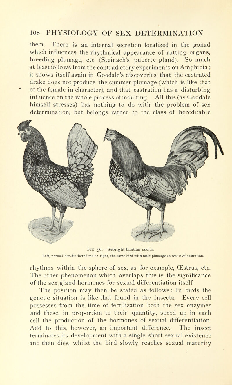 108 PHYSIOLOGY OF SEX DETERMINATION them. There is an internal secretion locaHzed in the gonad which influences the rhythmical appearance of rutting organs, breeding plumage, etc (Steinach's puberty gland). So much at least follows from the contradictory experiments on Amphibia ; it shows itself again in Goodale's discoveries that the castrated drake does not produce the summer plumage (which is like that • of the female in character), and that castration has a disturbing influence on the whole process of moulting. All this (as Goodale himself stresses) has nothing to do with the problem of sex determination, but belongs rather to the class of hereditable Fig. 56.—Sebright bantam cocks. Left, normal hen-feathered male ; right, the same bird with male plumage as result of castration. rhythms within the sphere of sex, as, for example, Œstrus, etc. The other phenomenon which overlaps this is the significance of the sex gland hormones for sexual differentiation itself. The position may then be stated as follows: In birds the genetic situation is like that found in the Insecta. Every cell possesses from the time of fertilization both the sex enzymes and these, in proportion to their quantity, speed up in each cell the production of the hormones of sexual differentiation. Add to this, however, an important difference. The insect terminates its development with a single short sexual existence and then dies, whilst the bird slowly reaches sexual maturity