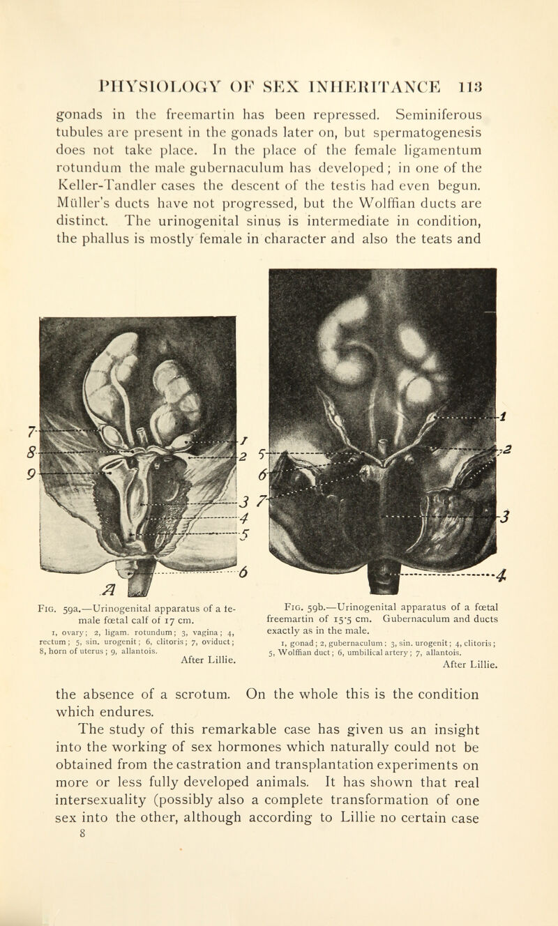 rilYSIOT.OGY OF SEX INHERITANCE 113 gonads in the freemartin has been repressed. Seminiferous tubules are present in the gonads later on, but spermatogenesis does not take place. In the place of the female ligamentum rotundum the male gubernaculum has developed; in one of the Keller-Tandler cases the descent of the testis had even begun. Mailer's ducts have not progressed, but the Wolffian ducts are distinct. The urinogenital sinus is intermediate in condition, the phallus is mostly female in character and also the teats and Fig. 59a.—Urinogenital apparatus of a ie¬ male foetal calf of 17 cm. I, ovary; 2, ligam. rotundum; 3, vagina; 4, rectum ; 5, sin. urogenit ; 6, clitoris ; 7, oviduct ; 8, horn of uterus ; 9, allantois. After Lillie. Fig. 59b.—Urinogenital apparatus of a fœtal freemartin of 15-5 cm. Gubernaculum and ducts exactly as in the male. I, gonad ; 2, gubernaculum ; 3, sin. urogenit ; 4, clitoris ; 5, Wolffian duct; 6, umbilical artery ; 7, allantois. After Lillie. the absence of a scrotum. On the whole this is the condition w^hich endures. The study of this remarkable case has given us an insight into the working of sex hormones which naturally could not be obtained from the castration and transplantation experiments on more or less fully developed animals. It has shown that real intersexuality (possibly also a complete transformation of one sex into the other, although according to Lillie no certain case 8