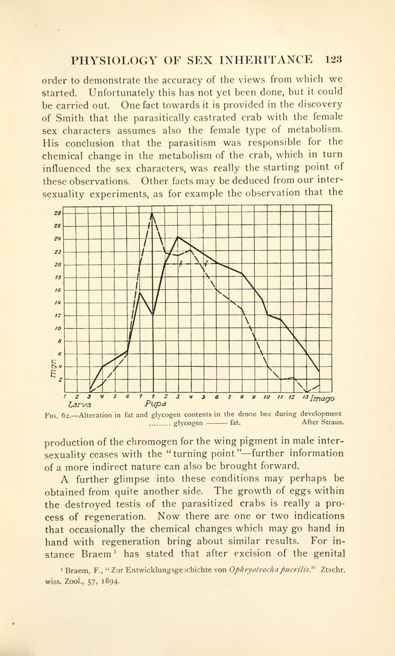 niYSIOLOGY OF SEX INHERITANCE 123 order to demonstrate the accuracy of the views from which we started. Unfortunately this has not yet been done, but it could be carried out. One fact towards it is provided in the discovery of Smith that the parasitically castrated crab with the female sex characters assumes also the female type of metabolism. His conclusion that the parasitism was responsible for the chemical change in the metabolism of the crab, which in turn influenced the sex characters, was really the starting point of these observations. Other facts may be deduced from our inter- sexuality experiments, as for example the observation that the ss Z6 гч гг го ta ¡6 It гг to а б • г 3 't 5 6 7 1 23 43 6789 го г/ /2 Jmäao Larva Pupa ^ Fig. 62.—Alteration in fat and glycogen contents in the drone bee during development  glycogen fat. After Straus. production of the chromogen for the wing pigment in male inter- sexuality ceases with the  turning point —further information of a more indirect nature can also be brought forward, A further glimpse into these conditions may perhaps be obtained from quite another side. The growth of eggs within the destroyed testis of the parasitized crabs is really a pro¬ cess of regeneration. Now there are one or two indications that occasionally the chemical changes which may go hand in hand with regeneration bring about similar results. For in¬ stance Braem ^ has stated that after excision of the genital 1 Braem, F.,  Zur Entwicklungsgeschichte von OphryotrochapuerilisP Ztschr. wiss. Zool., 57, 1894.