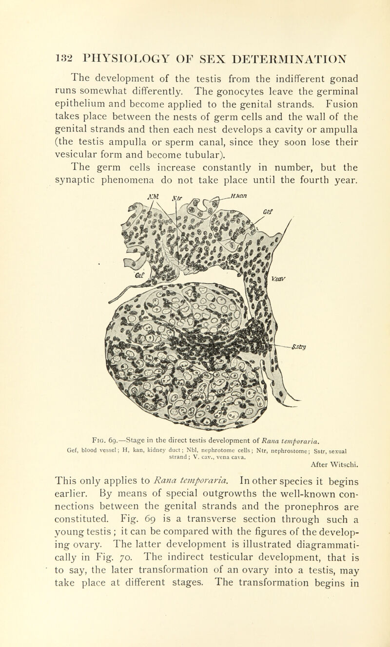 132 PHYSIOLOGY OF SEX DETERMINATION The development of the testis from the indifferent gonad runs somewhat differently. The gonocytes leave the germinal epithelium and become applied to the genital strands. Fusion takes place between the nests of germ cells and the wall of the genital strands and then each nest develops a cavity or ampulla (the testis ampulla or sperm canal, since they soon lose their vesicular form and become tubular). The germ cells increase constantly in number, but the synaptic phenomena do not take place until the fourth year. Fig. 6g.—Stage in the direct testis development of Rana temporaria. Gei, blood vessel; H, kan, kidney duct; Nbl, nephrotome cells; Ntr, nephrostome; Sstr, sexual strand I V. cav., vena cava. After Witschi. This only applies to J?a^a temporaria. In other species it begins earlier. By means of special outgrowths the well-known con¬ nections between the genital strands and the pronephros are constituted. Fig. 69 is a transverse section through such a young testis ; it can be compared with the figures of the develop¬ ing ovary. The latter development is illustrated diagrammati- cally in Fig. 70. The indirect testicular development, that is to say, the later transformation of an ovary into a testis, may take place at different stages. The transformation begins in