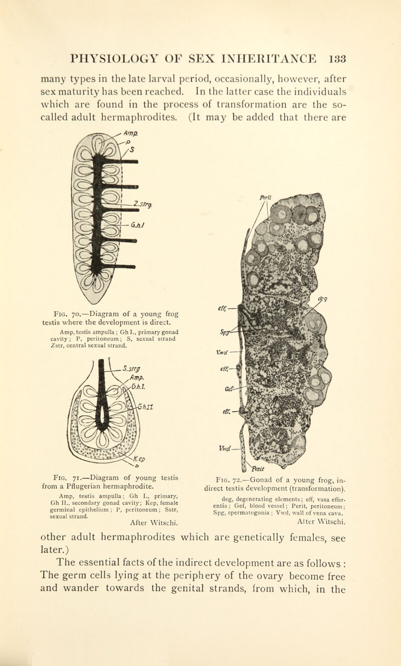 PHYSIOLOGY OF SEX INHERITANCE 133 many types in the late larval period, occasionally, however, after sex maturity has been reached. In the latter case the individuals which are found in the process of transformation are the so- called adult hermaphrodites. (It may be added that there are Z.S/rg. G.h/ Fig. 70.—Diagram of a young frog testis where the development is direct. Amp, testis ampulla ; Gh I., primary gonad cavity ; P, peritoneum ; S, sexual strand Zstr, central sexual strand. Fig. 71.—Diagram of young testis from a Pflugerian hermaphrodite. Amp, testis ampulla ; Gh I., primary, Gh II., secondary gonad cavity; Kep, female germinal epithelium ; P, peritoneum ; Sstr, sexual strand. After Witschi. Perii Fig. 72.—Gonad of a young frog, in¬ direct testis development (transformation). deg, degenerating elements ; eff, vasa effer- entia ; Gef, bloodvessel; Perit, peritoneum; Spg, spermatogonia ; Vwd, wall of vena cava. Alter Witschi. other adult hermaphrodites which are genetically females, see later.) The essential facts of the indirect development are as follows : The germ cells lying at the periphery of the ovary become free and wander towards the genital strands, from which, in the