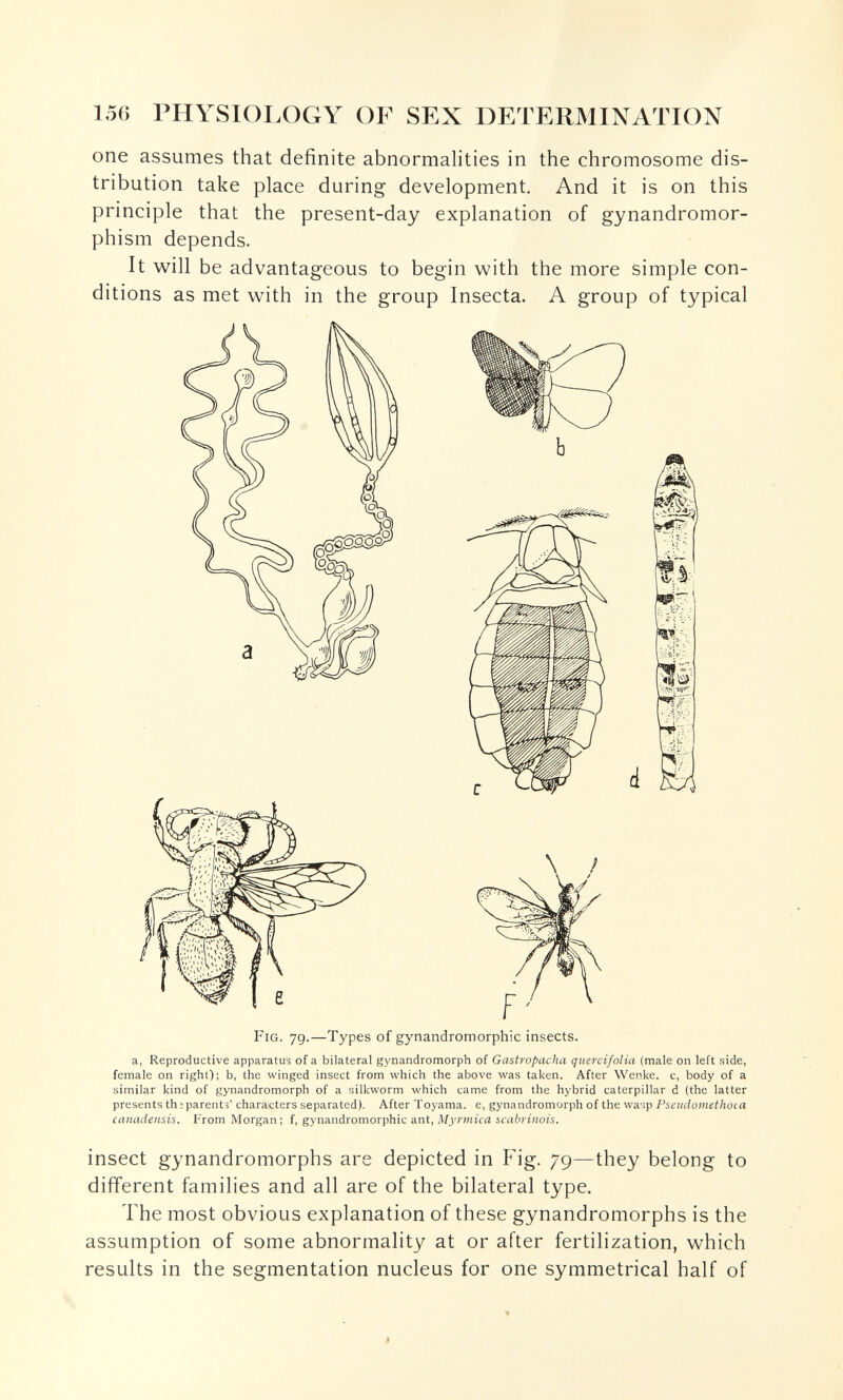 156 PHYSIOLOGY OF SEX DETERMINATION one assumes that definite abnormalities in the chromosome dis¬ tribution take place during development. And it is on this principle that the present-day explanation of gynandromor- phism depends. It will be advantageous to begin with the more simple con¬ ditions as met with in the group Insecta. A group of typical Fig. 79.—Types of gynandromorphic insects. a, Reproductive apparatus of a bilateral gynandromorph of Gastropacha qtiercifolia (male on left side, female on right); b, the winged insect from which the above was taken. After Wenke. c, body of a similar kind of gynandromorph of a silkworm which came from the hybrid caterpillar d {the latter presents thjparenti' characters separated). After Toyama. e, gynandromorph of the wasp Pseudomethoca canadensis. From Morgan; f, gynandromorphic ant, A/j'raira 5ca6ri/!0!s. insect gynandromorphs are depicted in Fig. 79—they belong to different families and all are of the bilateral type. The most obvious explanation of these gynandromorphs is the assumption of some abnormality at or after fertilization, which results in the segmentation nucleus for one symmetrical half of