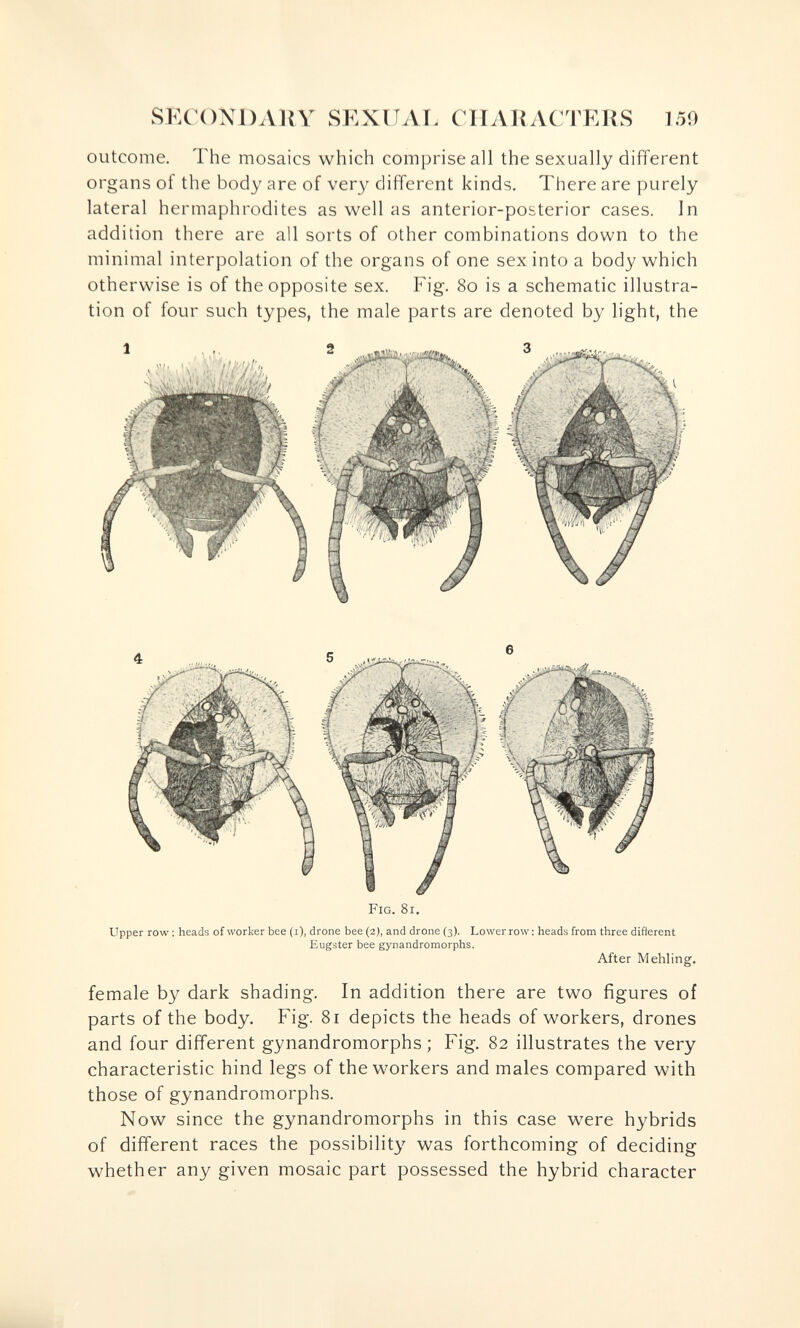 SlXONDAllY SKXITAT. CHARACTERS 150 outcome. The mosaics which comprise all the sexually different organs of the body are of very different kinds. There are purely lateral hermaphrodites as well as anterior-posterior cases. In addition there are all sorts of other combinations down to the minimal interpolation of the organs of one sex into a body which otherwise is of the opposite sex. Fig. 80 is a schematic illustra¬ tion of four such types, the male parts are denoted by light, the Fig. 81. Upper row : heads of worker bee (i), drone bee (2), and drone (3). Lower row : heads from three different Eugster bee gynandromorphs. After Mehling. female by dark shading. In addition there are two figures of parts of the body. Fig. 8i depicts the heads of workers, drones and four different gynandromorphs ; Fig. 82 illustrates the very characteristic hind legs of the workers and males compared with those of gynandromorphs. Now since the gynandromorphs in this case were hybrids of different races the possibility was forthcoming of deciding whether any given mosaic part possessed the hybrid character