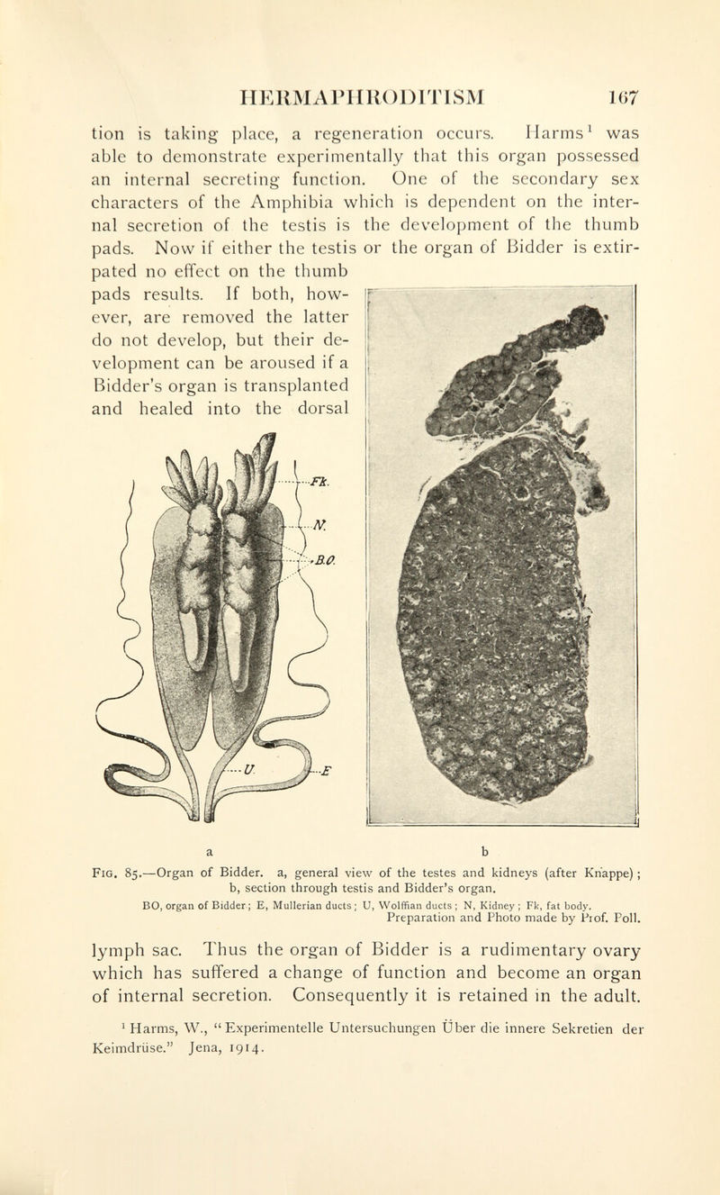 IIEllMArilRODITISM 167 tion is taking place, a regeneration occurs. Harms ^ was able to demonstrate experimentally that this organ possessed an internal secreting function. One of the secondary sex characters of the Amphibia which is dependent on the inter¬ nal secretion of the testis is the development of the thumb pads. Now if either the testis or the organ of Bidder is extir¬ pated no effect on the thumb pads results. If both, how¬ ever, are removed the latter do not develop, but their de¬ velopment can be aroused if a Bidder's organ is transplanted and healed into the dorsal Fig, 85.—Organ of Bidder, a, general view of the testes and kidneys (after Knappe) ; b, section through testis and Bidder's organ. BO, organ of Bidder ; E, Mullerian ducts ; U, Wolffian ducts ; N, Kidney ; Fl<, fat body. Preparation and Photo made by Prof. Poll. lymph sac. Thus the organ of Bidder is a rudimentary ovary which has suffered a change of function and become an organ of internal secretion. Consequently it is retained in the adult. 1 Harms, W., Experimentelle Untersuchungen Über die innere Sekretien der Keimdrüse. Jena, 1914.