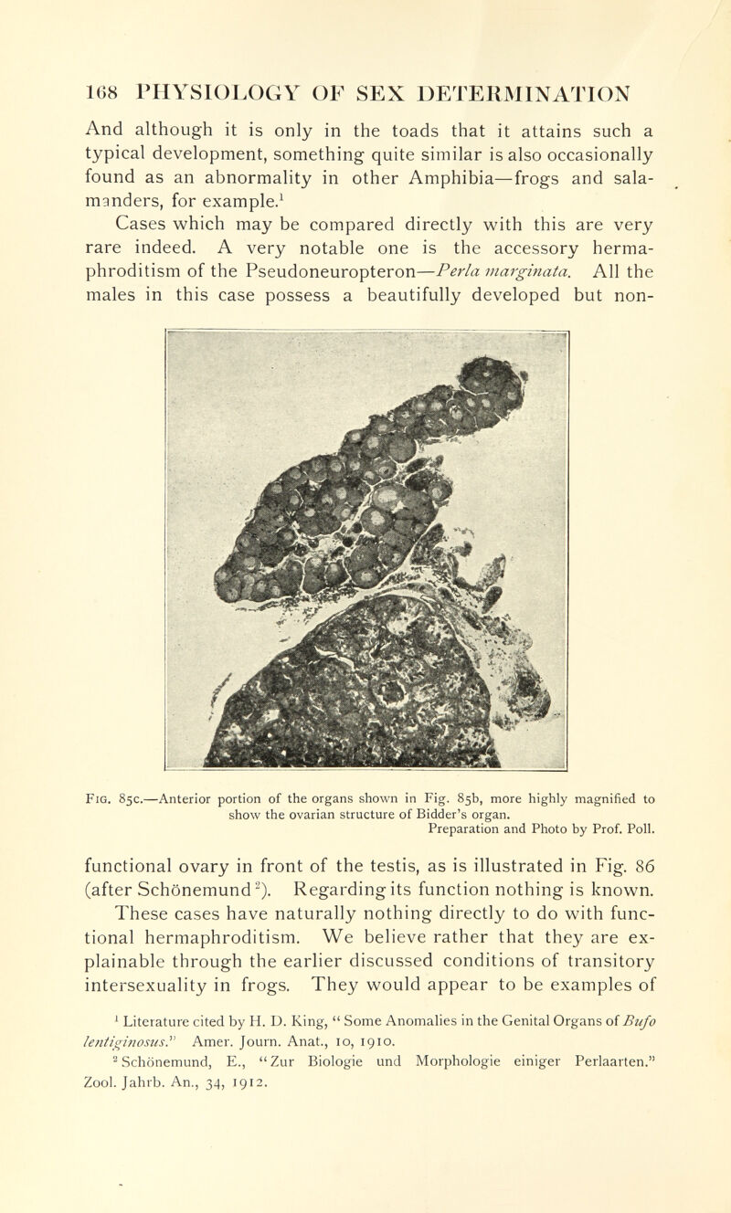 168 PHYSIOLOGY OF SEX DETERMINATION And although it is only in the toads that it attains such a typical development, something quite similar is also occasionally found as an abnormality in other Amphibia—frogs and sala¬ manders, for example.^ Cases which may be compared directly with this are very rare indeed. A very notable one is the accessory herma¬ phroditism of the Pseudoneuropteron—Perla marginata. All the males in this case possess a beautifully developed but non- Fig. 85c.—Anterior portion of the organs shown in Fig. 85b, more highly magnified to show the ovarian structure of Bidder's organ. Preparation and Photo by Prof. Poll. functional ovary in front of the testis, as is illustrated in Fig. 86 (after Schönemund ^). Regardingits function nothing is known. These cases have naturally nothing directly to do with func¬ tional hermaphroditism. We believe rather that they are ex¬ plainable through the earlier discussed conditions of transitory intersexuality in frogs. They would appear to be examples of ^ Literature cited by H. D. King,  Some Anomalies in the Genital Organs of Bufo lentiginosusT Amer. Journ. Anat., lo, 1910. ^ Schönemund, E.,  Zur Biologie und Morphologie einiger Perlaarten. Zool. Jahrb. An., 34, 1912.