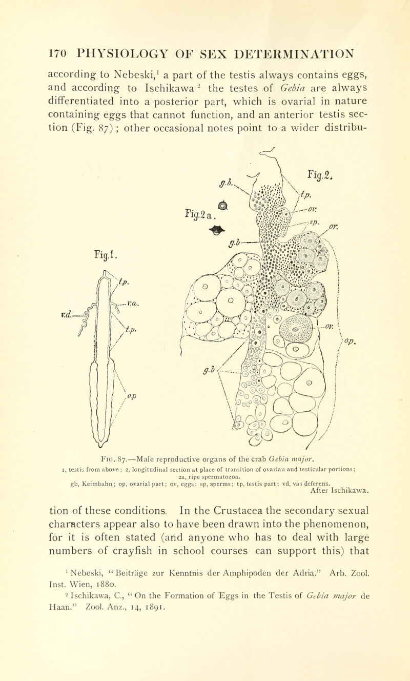 170 PHYSIOLOGY OF SEX DETERMINATION according to Nebeski/ a part of the testis always contains eggs, and according to Ischikawa  the testes of Gebia are always differentiated into a posterior part, which is ovarial in nature containing eggs that cannot function, and an anterior testis sec¬ tion (Fig. 87) ; other occasional notes point to a wider distribu- I, testis from above ; 2, longitudinal section at place of transition of ovarian and testicular portions; 2a, ripe spermatozoa. gb, Keimbahn; op, ovarial part; ov, eggs; sp, sperms; tp, testis part; vd, vas deferens. After Ischikawa. tion of these conditions. In the Crustacea the secondary sexual characters appear also to have been drawn into the phenomenon, for it is often stated (and anyone who has to deal with large numbers of crayfish in school courses can support this) that ^ Nebeski,  Beiträge zur Kenntnis der Amphipoden der Adria. Arb. Zool. Inst. Wien, 1880. 2 Ischikawa, C.,  On the Formation of Eggs in the Testis of Gebia major de Haan. Zool. Anz., 14, 1891.