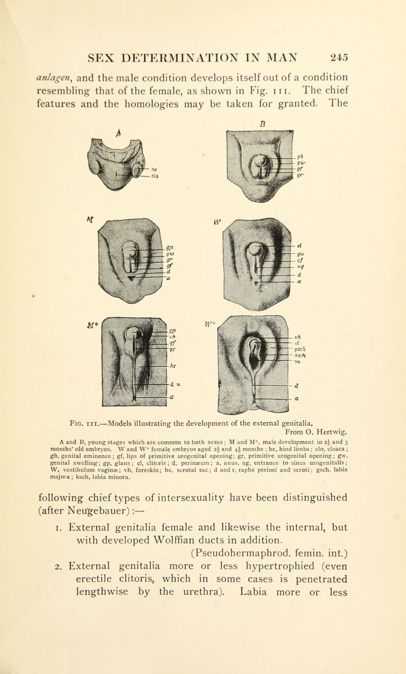 SEX DF/rERMINATION Ш MAN 245 anlagen^ and the male condition develops itself out of a condition resembling that of the female, as shown in Fig. in. The chief features and the homologies may be taken for granted. The Fig. iii.—Models illustrating the development of the external genitalia. From O. Hertwig. A and B, young stages which are common to both sexes ; M and M*, male development in and 3 months' old embryos. W and W* female embryos aged 2J and months ; he, hind limbs ; do, cloaca ; gh, genital eminence; gf, lips of primitive urogenital opening; gr, primitive urogenital opening; gw, genital swelling ; gp, glans ; cl, clitoris ; d, perinxum ; a, anus, ug, entrance to sinus urogenitalis ; W, vestibulum vaginœ ; vh, foreskin; hs, scrotal sac; d and r, raphe perinei and scroti; gsch, labia majora ; ksch, labia minora. following chief types of intersexuality have been distinguished (after Neu'gebauer) :— 1. External genitalia female and likewise the internal, but with developed Wolffian ducts in addition. (Pseudohermaphrod, femin. int.) 2. External genitalia more or less hypertrophied (even erectile clitoris, which in some cases is penetrated lengthwise by the urethra). Labia more or less