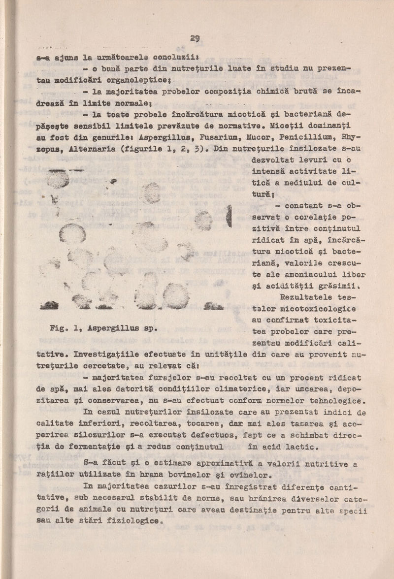 29 ' ■' ■ .^. ^ e-« ajane la armätoarels conolazili - о bimä parts dia nutreÇuril© lóate în stadia nu prezen- tau modifieäri organoleptioe; - la aa^oritatea probelor compozi^ia chimie& brutä se înca- dreazä £n limite normale; - la toate probele înoSrcâtura mlcotlcä çi bacterlanä de- pâçeçte senslbll limitele prev&zate de normative* Mice^ii dominanti aa fost din genorilet Aspergillae, Fusariom, Mucor, Pénicillium, Bby- zopus, Alternarla (figurile 1, 2, 3)« Din natre^urile însilozate s-au dezvoltat levuri eu о Intensä activitate li¬ tica a mediului de cul¬ tural - constant 8-a ob¬ servât о corela^ie po- zltivä între conÇinutul ridicat £n apä, încârcà- tura mlcotlcä çl bacte¬ rlanä, valorise crescu- te aie amoniaculul liber çi aclditä^ii grâsimlli Hezultatele tes- talor mlcotozlcologlce au confirmât toxicita- tea prObelor care pre- zentau modiflcSxl call- tatlve. Investigarme efectúate în unitä^ile din care au prcvenlt nu- tre^urile oercetate, au relevât cäs - majorltatea furejelor s-au récoltât cu un procent rldicat de apä, mal ales datoritä condiÇillor climaterlce, lar uscarea, depo- zitarea §i conservarea, nu s-au efectuat conform nonaelor tebnologice. In casal nutreturilor însilozate саге au prezentat indici de cantate inferiorij recoltarea, tocarea, dar mai ales tasarea çi aco- perirea silosurilor s-a executat defectuos, fapt ce a schimbat direc- Ìia de fermentatale çi a redus con^inutul în acid lactic. S-a fäcut çi о estimare aproximativá a valori! nutritive a ra^lilor utilizate In breña bovinelor çi ovlnelor» In ma¿oritatea cazurilor S'^au inregistrat diferentíe canti- tatlve^ sub necesarul stablllt de nonas, sau bxSnirea diverselor cate— gorii de animale cu nutre^ari саге aveau destinatile pentru alte spedi sau alte stári flziologice. • ¥ - L ^ ■ ■*;/ V.,^- :Ä- ' , ■ M . í ií í é'% Flg. 1, Aspergillus sp.