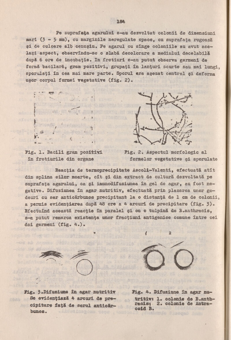 184 Pe suprafe^a agarului s-au dezvoltat colonii de dimensiuni шаг! (3-5 mm), cu marginile neregulate opaco, cu Buprafa^a rugoasS çi de culoare alb cenuçlu. Pe agarul ou sîng© coloniile au avut ace- laçi aspect, observíndu-se о slabä decolorare а mediului decelabllá dupà 6 ore de inoubatie. In frotiuri e-au putut observa germeni de formä bacilara, gram pozitivi, grupa^i în lan^uri scorte sau mai lungi sporula^i în cea mai mare parte, Sporul era açezat central §i deforma uçor corpul foriaei vegetative (fig. 2). i I S АЪ4 Fig, 1. Bacili gram pozitiri în frotiurile din organe ■! X 'J Pig, 2. Aspectul morfologie al formelor vegetative §i sporulate React:ia de termoprecipitate Ascolt-Yalenti, efectuatá atit din splina oilor moarte, cìt çi din extract de culturä dezvoltatä pe suprafaÇa agarului, oa çi imunoìiifuziunea în gel de agar, au fost ne¬ gative, Difuziunea în agar nutritiv, efectuatä prin plasarea unor go- deuri eu ser anticárbvinos precipitant la о distan-Jpä de 1 cm de colonii а permis eviden^ierea dupä 48 ore a 4 arcuri de precipitare (fig. 3), Efectuînd aceastä геас-^ie în paralel çi cu о tulpiná de B.anthracis, s-£ putut remarca existen'ta anor frac'tiani antigenice comune între cei doi germeni (fig, 4,)» ' i 2 I - V ' и Л. ?ig, 3 «Dif uiiiQBe în agar matritiv Se evidentflazä 4 arc ari de pre¬ cipitare fa'^ä de serul anticär- bonos. Pi$. 4, Sifuziune Ìxi agar nu¬ tritivi 1. colonie de B.anth- raaisi 2. colemie de ¿ntr&- coid B,