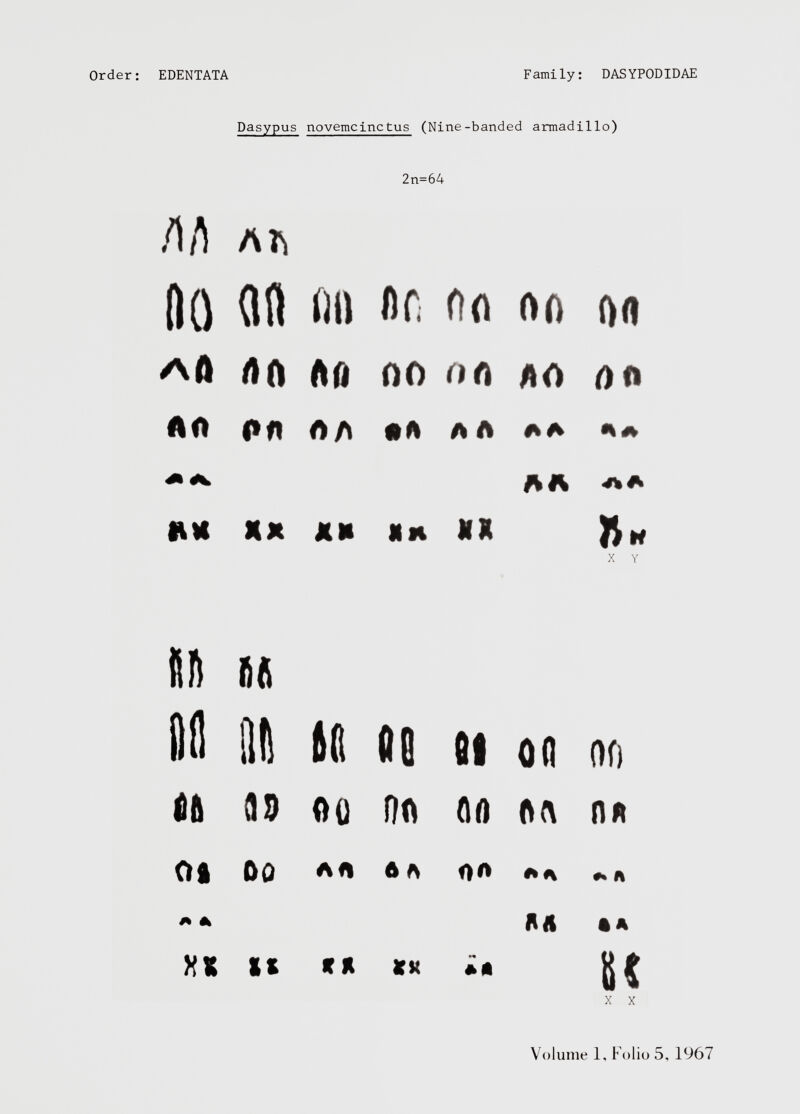 Order: EDENTATA Family: DASYPODIDAE Dasypu; 3 novemcinctus ( 'Nine-banded armadillo) 2n= 64 m ab 1)0 01) on or ftft 00 Afl rtß AO 00 on AO Oft Art o« rtA • A A A ftft ft <* AH Htf XX XX Nh XX X Y liß n Hfl !)i) to OS di Ofl 00 Oft 99 Oü fío no <w\ OA o o o fifí 0 ft on aa A A X A M • ft XX It ff Jl *st w *0 te X X