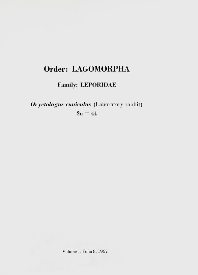 Order: LAGOMORPHA Family: LEPORIDAE Oryctolagus cuniculus (Laboratory rabbit) 2n = 44