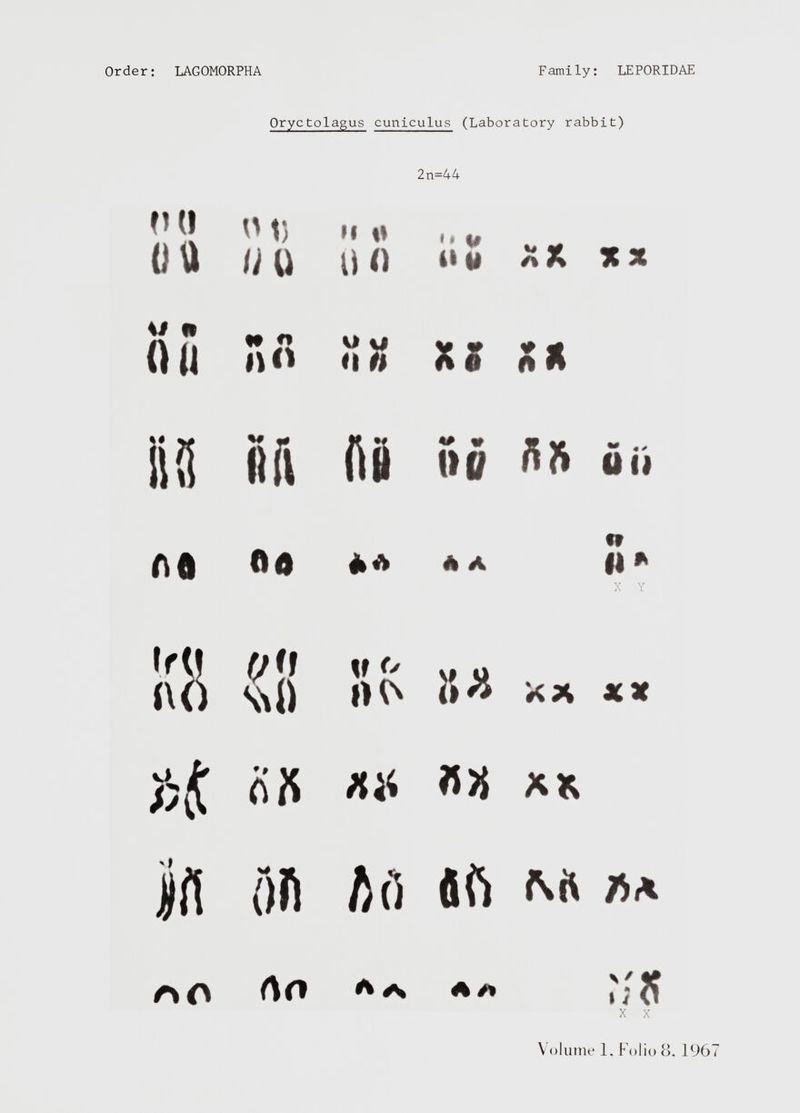 Oryctolagus cuniculus (Laboratory rabbit) 2n=44 0 (1 Ott o 1} HU M 1* U i) •< w 4* V XX u « (Ui li<* u u <i n x; üs üft At M V »0 n •» (Hl no 00 ** A A «» II* X Y KB o\\ ssi) w<> DCv ¡¡a XX XX ¿¡X «X x* an hei «ft m **